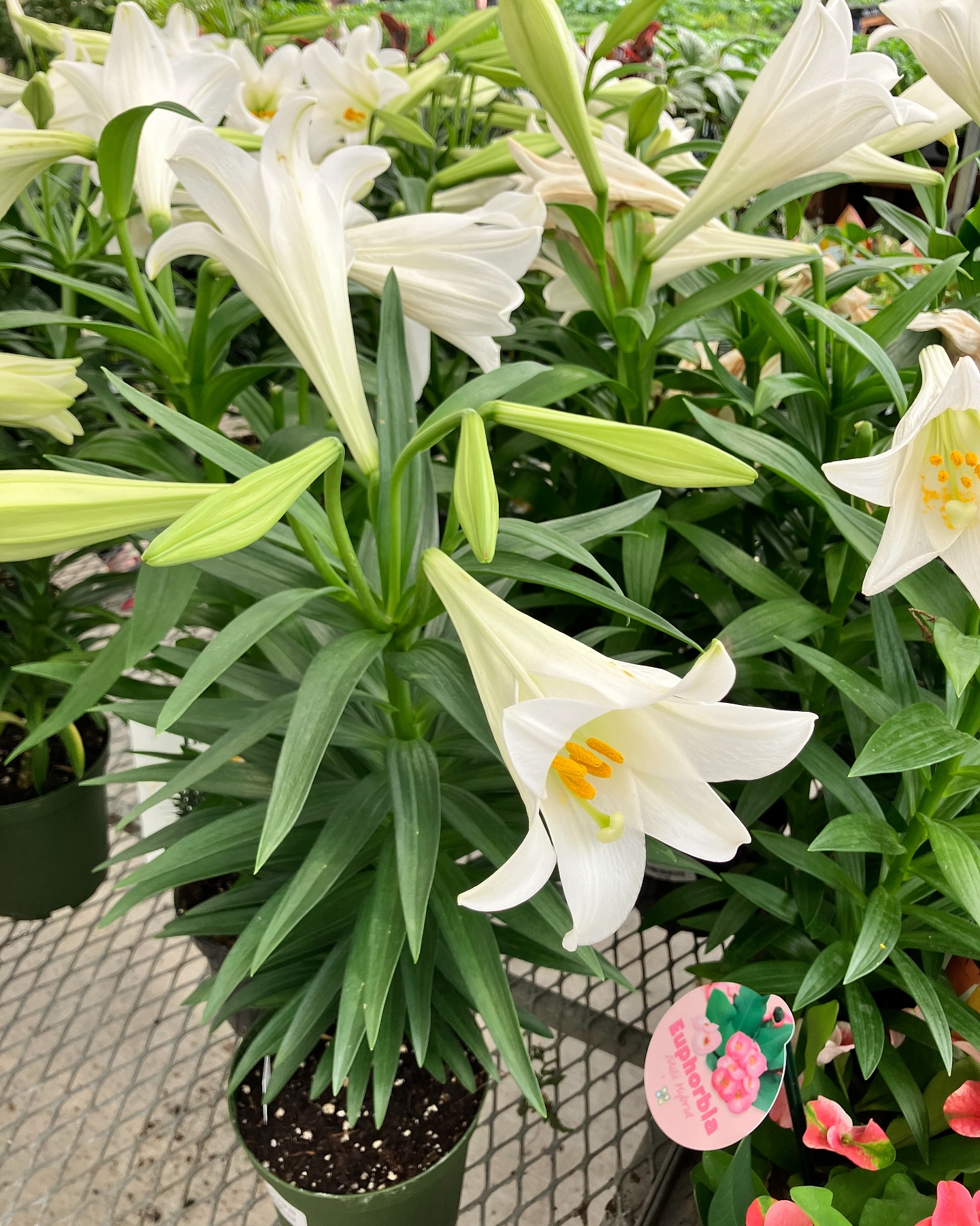I know Brookeshires is closed, but don’t worry we still have some lilies for your Easter dinner table! Open til 7 today #Easterlily #Sundaydinner #homegrownplants #Easter