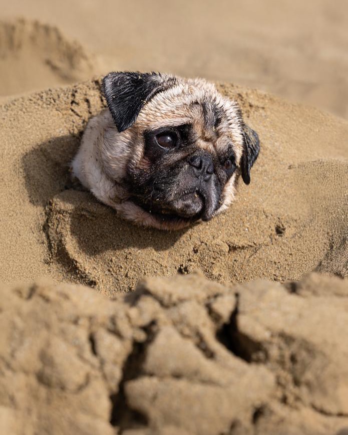 Este es Bruno el Pug 🤍🖤 Viviendo momentos de aventuras con su familia 🥰 Gracias por enviarnos fotos de Bruno y lo bello y grande que está ya 🙏🏼✨ Besos a ese muñeco hermoso 😘
ㅤ
ㅤ
#cachorrosrd #bruno #pug #cachorros #perros #feedback #pets #petshop #florida