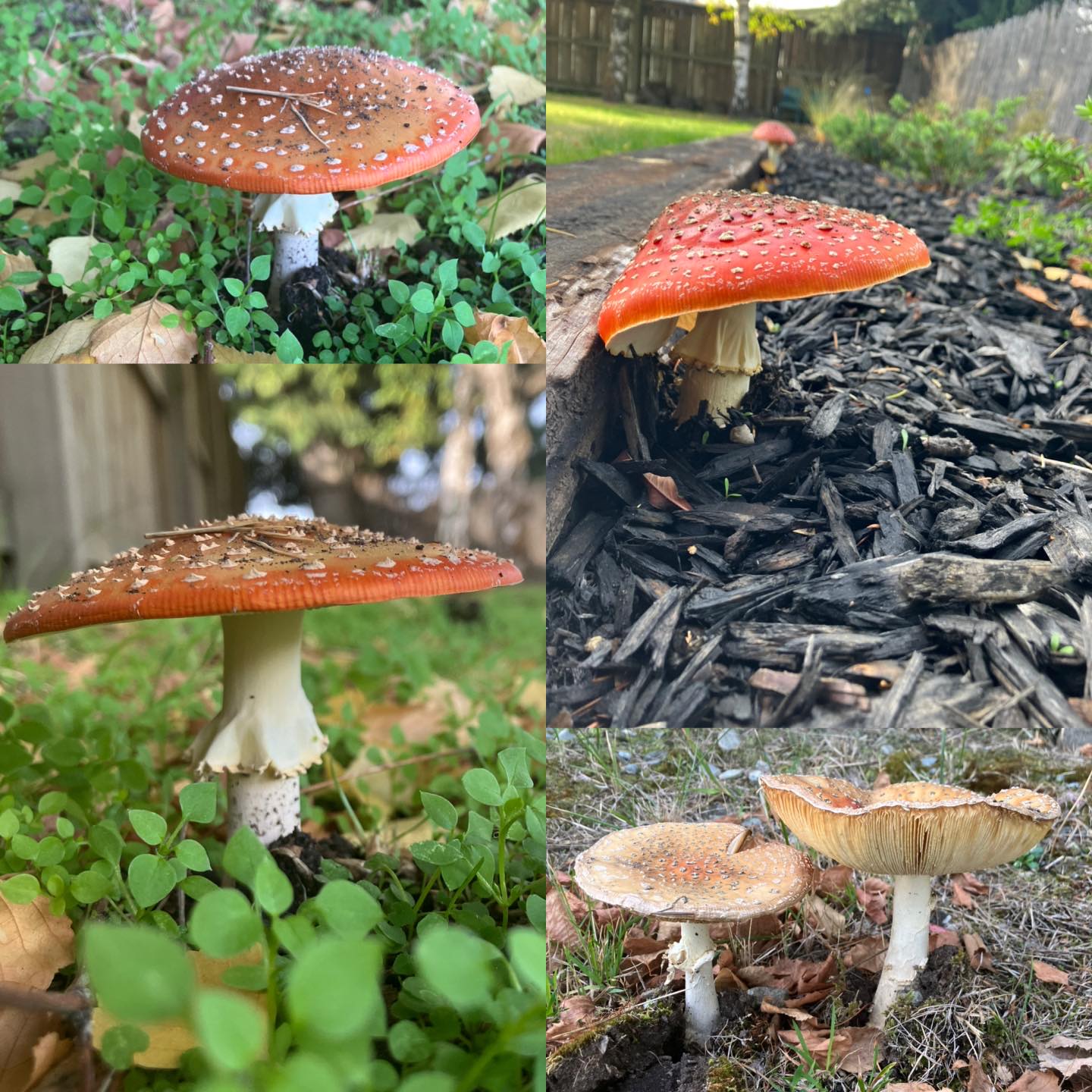 Stumbled upon these beauties yesterday. It's definitely autumn in the southern hemisphere. Needless to say, I've got a stack of photos and I'm trying to figure out what I might design from them. #mushrooms #centralotago #autumn #centralotagoautumn #embroiderydesign #handembroidery