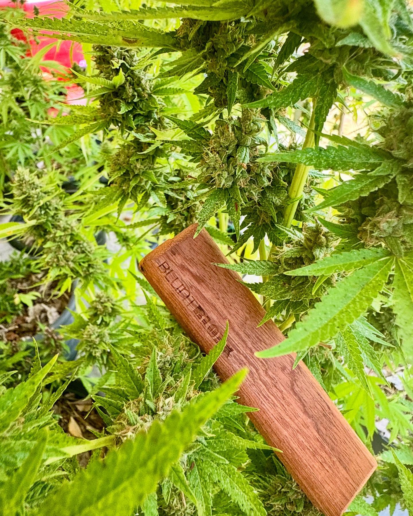 Dropped by the legendary KD Genetics Farm in Koh Tao today!
Big shoutout to Daniel, the awesome German grower who gave us a full tour of their outdoor setup.
From native Thai landraces to powerful hybrids – the vibes, the plants, the energy… unreal.
Bluntbloxx in the jungle, where nature meets craft.
#Bluntbloxx #KDGenetics #KohTaoVibes #CannabisThailand #JungleGrow #CraftCannabis #BluntCulture #GreenJourney