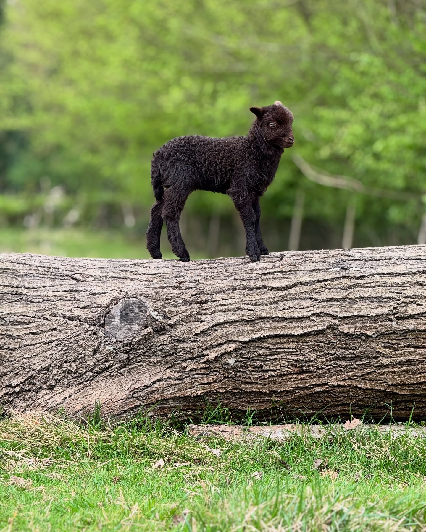 Bienvenue au petit nouveau dans l’équipe !
Une nouvelle recrue toute douce pour entretenir les espaces verts naturellement ! 🐑 🌷 #ÉcoPâturage #NaissanceMouton #Printemps2025 #BébéMouton #Agneau #Écologie #EntretienÉcoresponsable #ZéroDéchetVert #Biodiversité #MoutonPower #GreenTeam #NatureEnEntreprise #ÉlevageResponsable #TransitionÉcologique