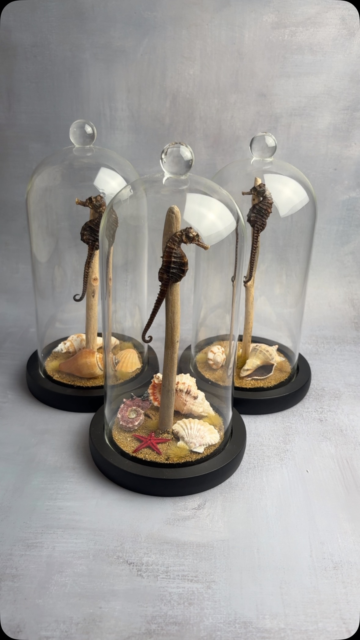 Limited: Seahorse Domes now available on the website.
These domes include real shells and sandy bases. Rare opportunity to own one.
Purchase Here: https://www.deadsetco.uk/nature-domes
#entomology #homedecor #taxidermyforsale #vultureculture #naturalhistory #vulturecultureart #deadthings #taxidermy
