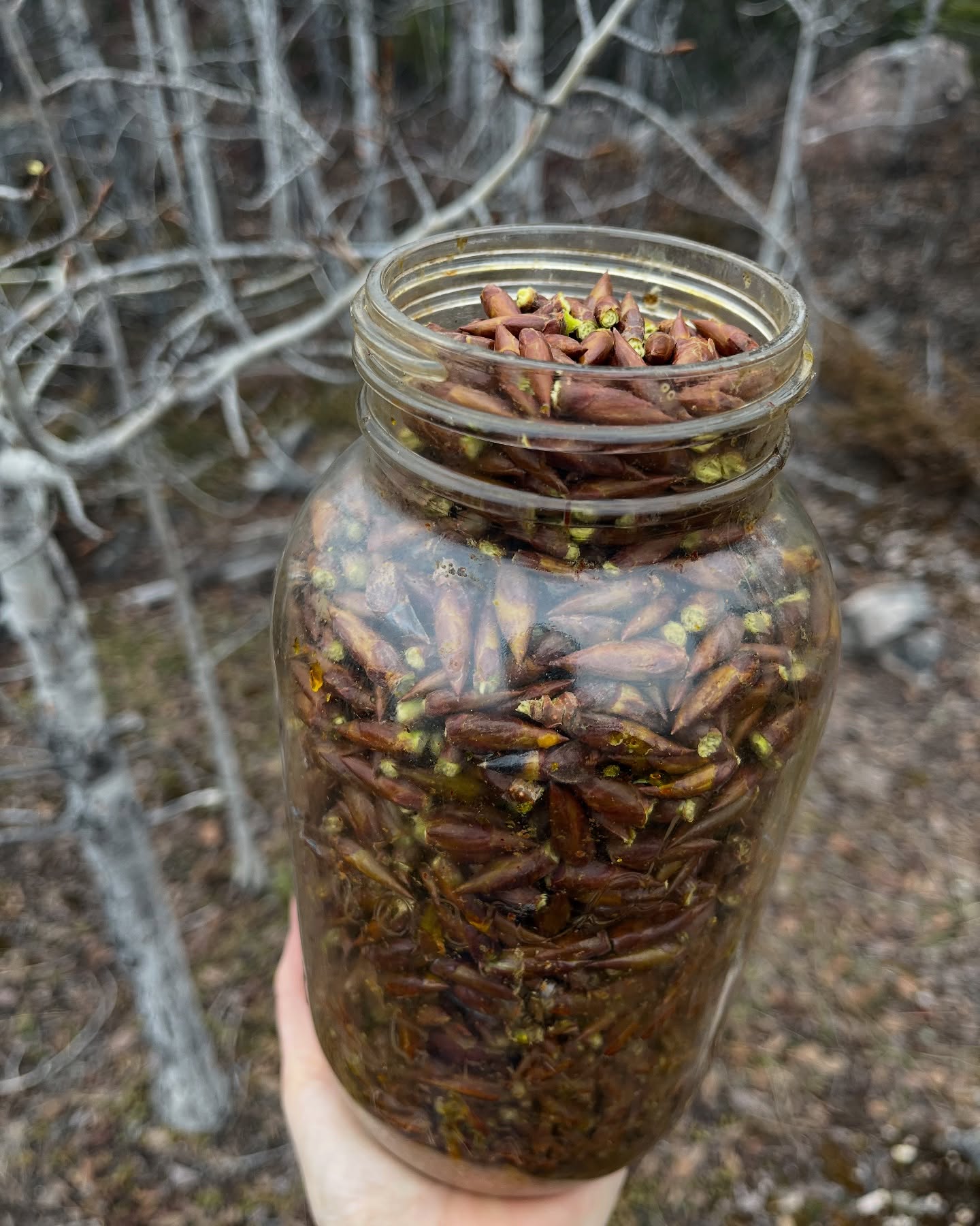 The snow is still leaving the land in northern Manitoba and this bounty of respectfully gathered balsam poplar buds will become balsam balm and green stick balms in 2026. Yes, NEXT year! I solar infuse with no added heat for a year to get the maximum benefit of the bud resins for natural antibacterial, anti inflammatory, and muscle soothing benefits. Don’t worry, I still have resin oil for this seasons products that I gathered last year. #planahead #balsam #balsambalm #borealforest #wekuskowild #manitobamade #sustainableskincare #forestbathing #solarinfusing