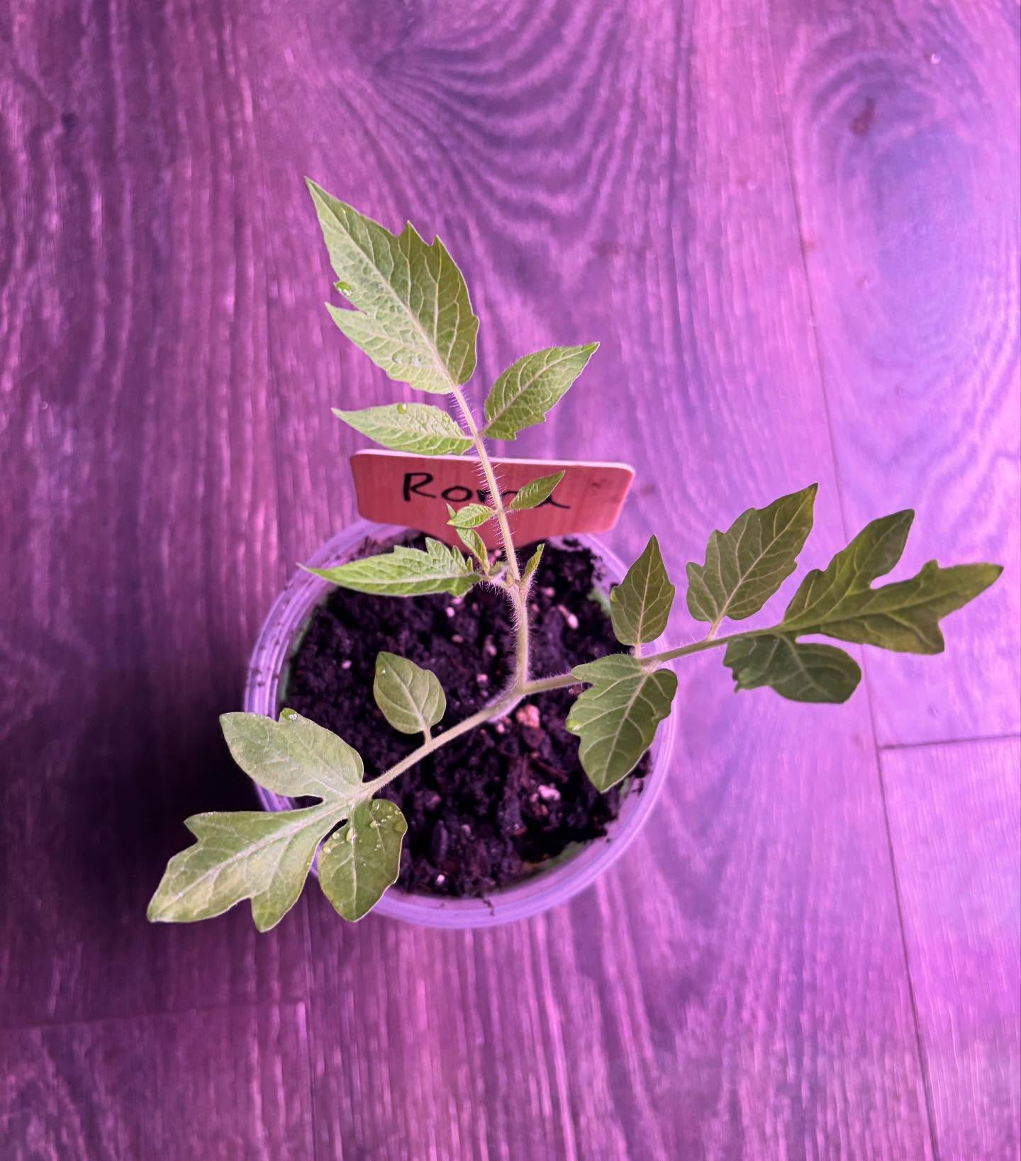 Just look at these babies grow! Tomatoes, peppers, and blooms, it’s getting busy in here! Which one are you most excited to see take off? #TheBloomBoomRoom #SpringSprouts #roma #tomatoes