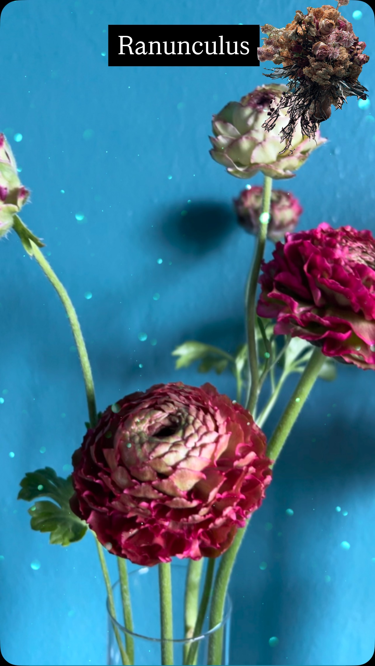 #urbangarden #sf #ecoeventplanners #sanfrancisco #sanfranciscofarmexchange #sanfranciscoworld #sanfranciscobay #farmerflorist #flowers #ranunculus