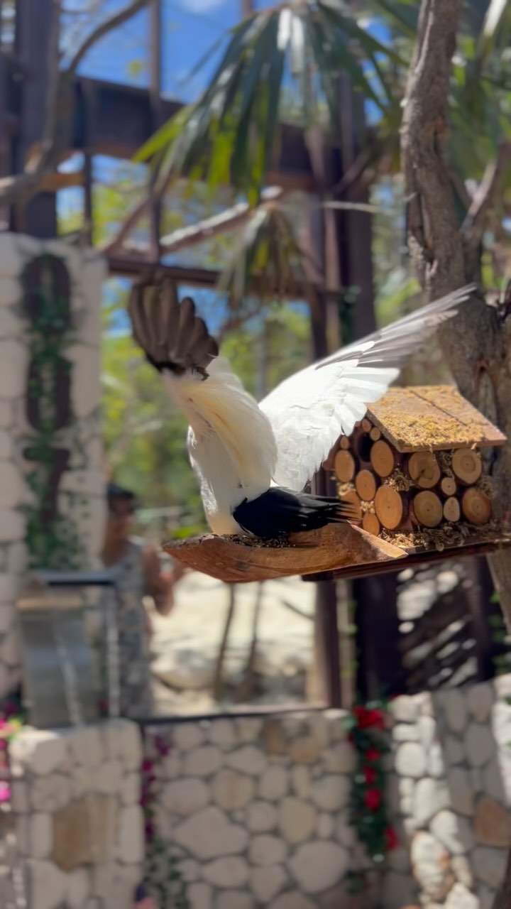 Life is simply incomplete without EXOTIC BIRDS!🦅 🪶 ❤️🪹….Come and Experience our brand New Aviary nestled in the forest at #oasisocean7beachclub!
#roseislandswimmingpigs #birds #birdwatching #exoticbirds #roseisland #roseislandbahamas #booknowthankmelater❤
