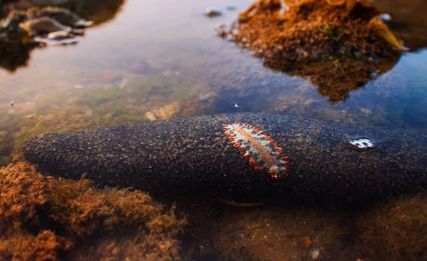 🐡Too tiny to notice, too incredible to ignore!
Here are some more fascinating Marine Members of Mumbai through the lens of @sarangnk90
📷 1: A flatworm riding a sea cucumber.
"This is something you don't get to see often. Of course, the sea cucumber didn't budge an inch so the flatworm had to move on."
📷 2: A close-up of the flatworm
📷 3: An Undulated Moray Eel in Bandra.
"One must be careful, as they can get aggressive and give painful bites."
📷 4: Squid Embryos Inside an Egg Mass.
"Squids lay their eggs in large petal-shaped bunches which are attached to a substrate. When you look closely, you can see the tiny baby squids in their transparent eggs.
In this image, you can even see their red-coloured eyes. These egg masses can be observed on Mumbai's shores during low tides.
Note: I have increased the contrast and saturation quite a bit to bring out the details in this one."
There are many more awaiting their break into fame at the #linkinbio!
#ConservationInTheCity #MumbaiMarineLife #OceanStories #TheImpactSociety #WildlifePhotography #HiddenMumbai #photography #storytelling #visualdocumentation