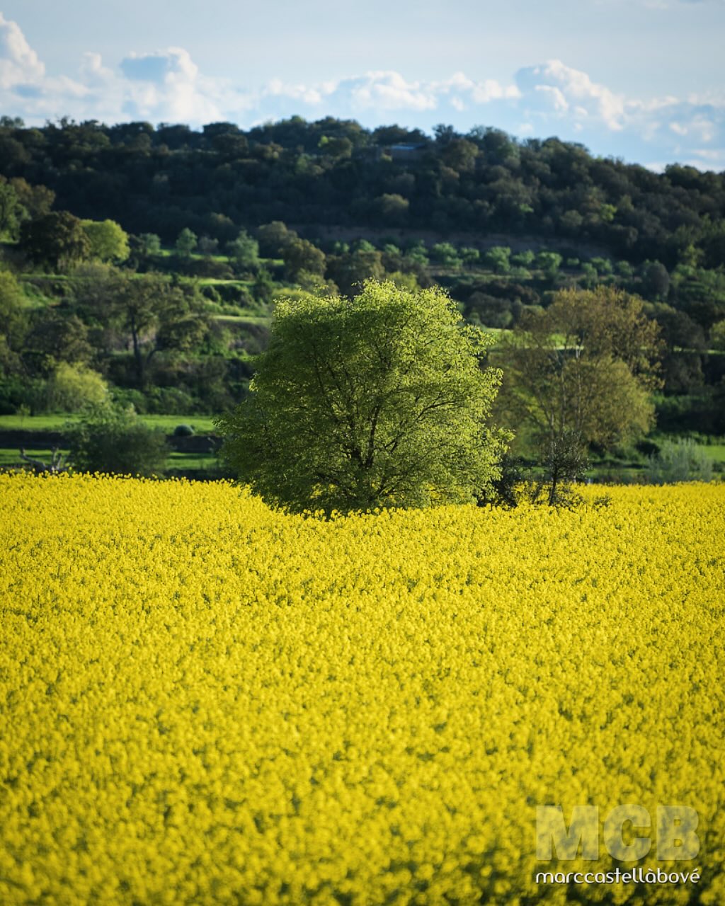 Dansa de llum i colors.
…
#segarra #lamora #catalunya #natura #paisatge #primavera #fotografiadepaisatge #colorsdenatura
#rapeseedfield #springvibes #naturelovers #yellowfields #landscapephotography #fotopoetica #llumicolor #campsdeflors #capturingbeauty #tree_in_field #fineartphotography #igerscatalunya #slowmoments #spring #springtime #tempsdeflors #catalunyafotos #catalunyaexperiencie #catalunyaenfotos
…
@nature @natura_catalunya @natura_imatges @catalunya_natura @espaisponent @somsegarra @viulasegarra @segarraviva @turismecervera @turismeguissona