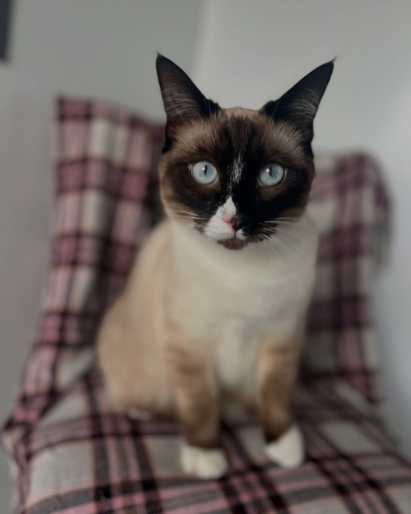 Inkyβs Ice Blue eyes! Just wow! π§
#ragdoll #iceblue #catseyes #cattery #luxurycattery