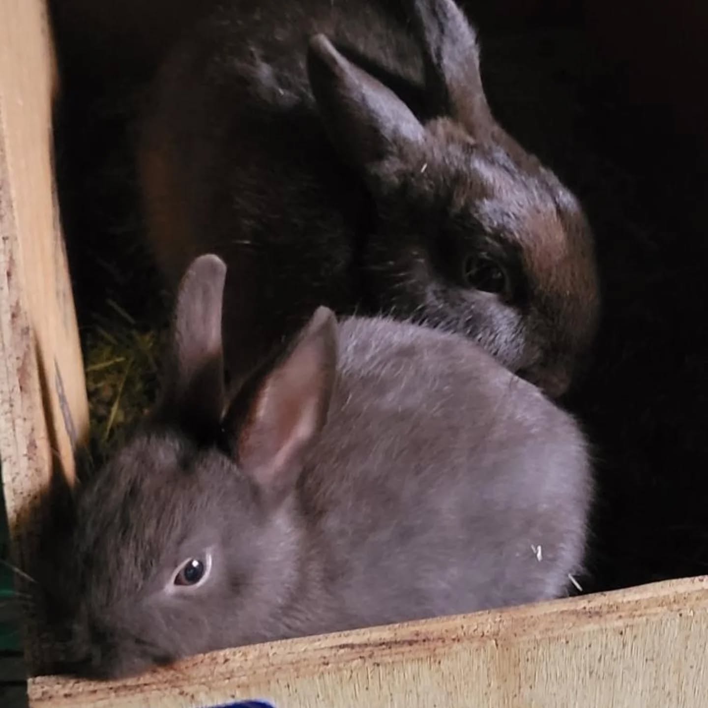 Bee and her 6 week old baby.
www.mysticmoonlightfarm.com
#mysticmoonlightfarm #mysticmoonlightrabbits #rabbits #rabbitbaby #rabbitry #ravbitsofinstagram #babybunnies #bunnylovers #bunniesofinstagram #bunnies #polishrabbit #chocolaterabbit #momandbaby #rabbitlover #rabbitlife #bunnylife #bunnylovers