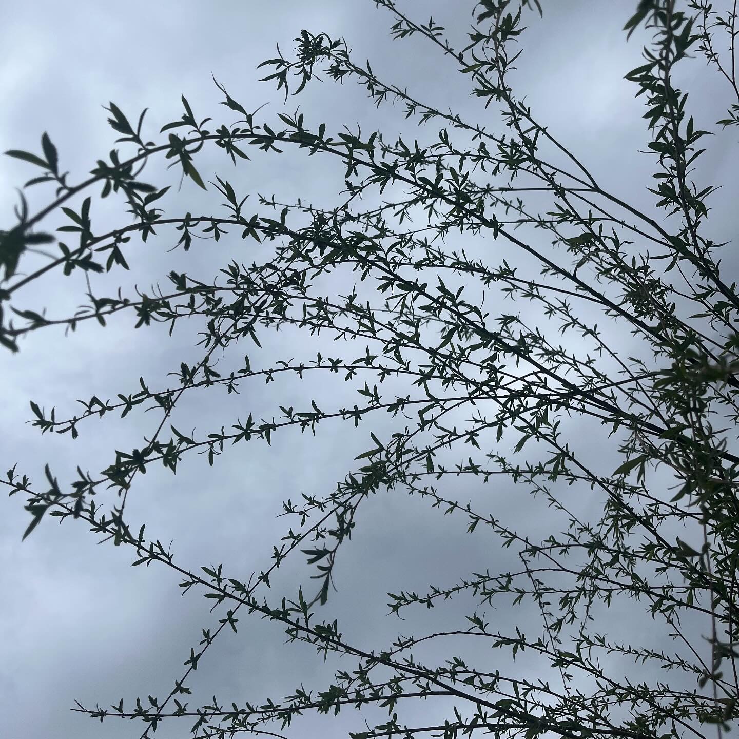 Weeping Willow dancing gracefully under the gray sky. We don’t always have these lovelies available here at the greenhouse so I’m thrilled we got a few in for the season. You know there’s a perfect spot in your landscape for one of these beauties.
#roundtreefarmgreenhouse #salixbabylonica #weepingwillow #southjersey #gardencenterlife