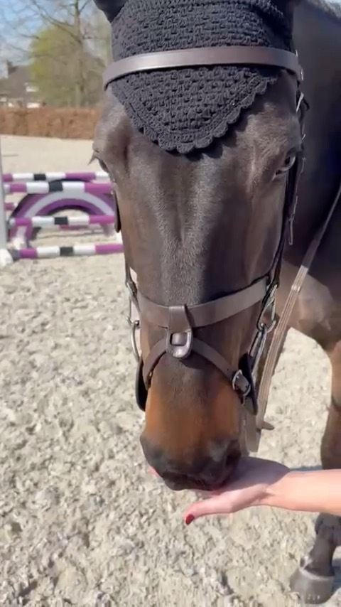 #horsegum