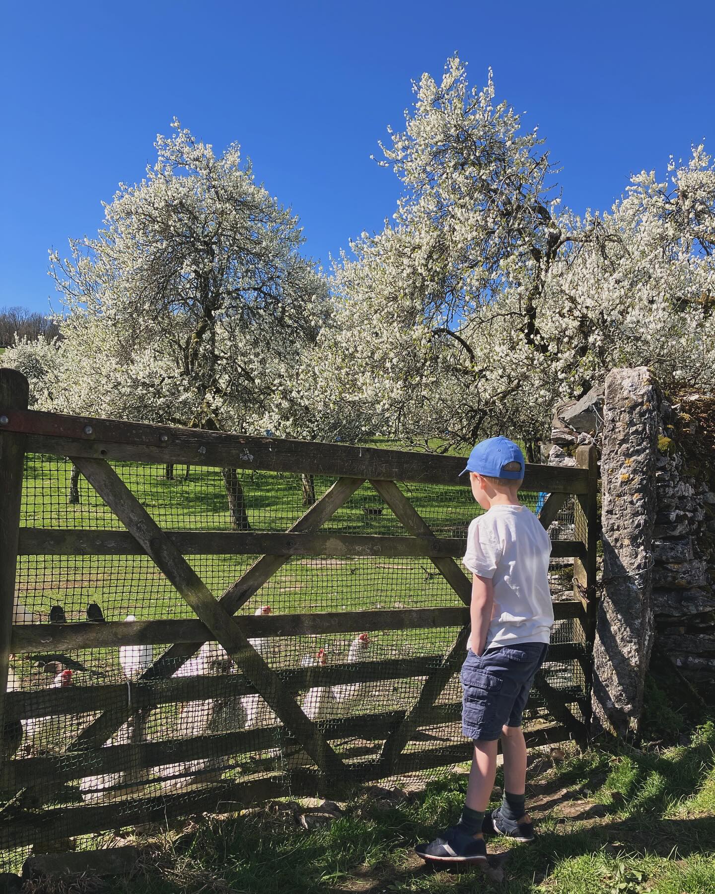April 🌸🌸
This is home school
This is rebalancing our nervous systems
This is seeking nature wherever we can
This is health
#childhood #nervoussystemregulation #homeeducation #organic #burnout #mothering #charlottemason #lymedisease #hormonebalancing #grounding #adhd #healing
