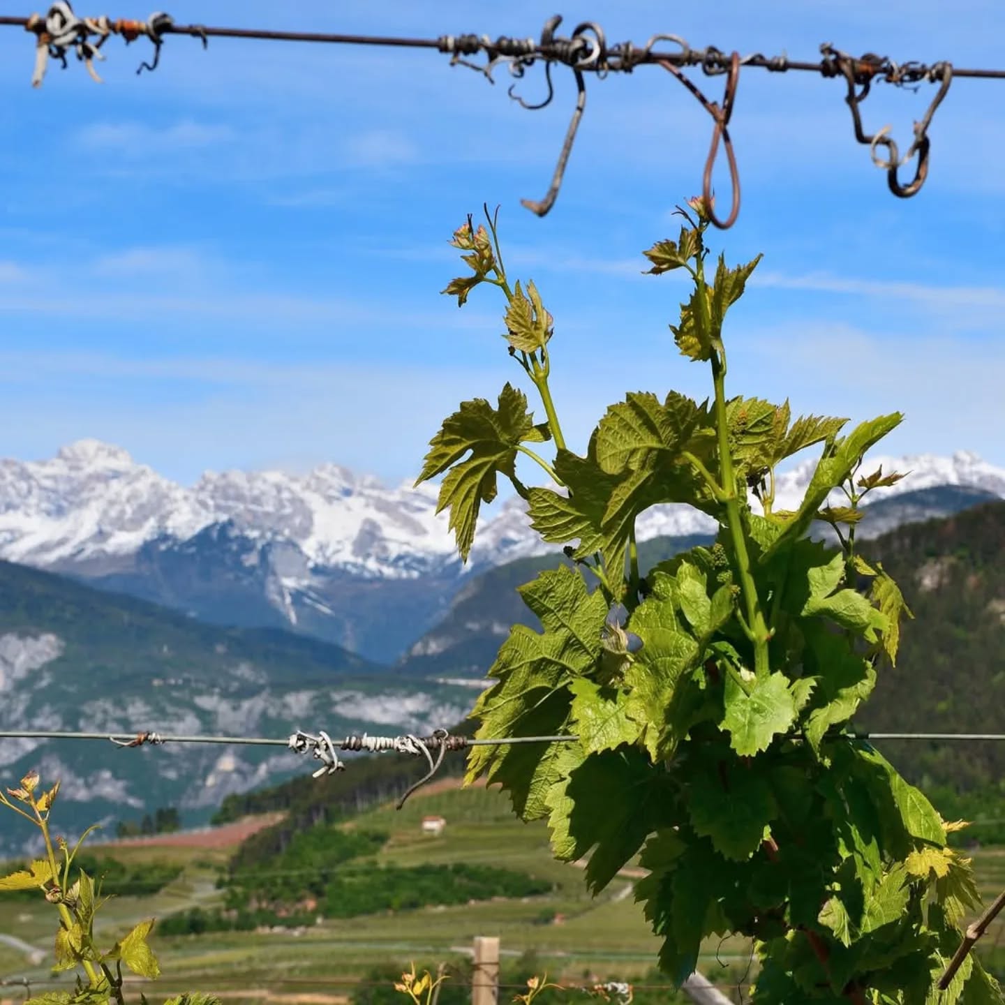 Spring awakens among the heroic terraces of Cembra Valley – Trentino, where nature and tradition meet.
#viticolturaeroica #villacorniole #paesaggiostorico #giovo #valdicembra #Trentino #trentodoc #pinotnero #salisatrentodoc #mullerthurgau #mullerthurgausuperiore #donnedelvino #murettiasecco #terrazzamenti
📸 @diegorizzolli per @villacorniole_winery