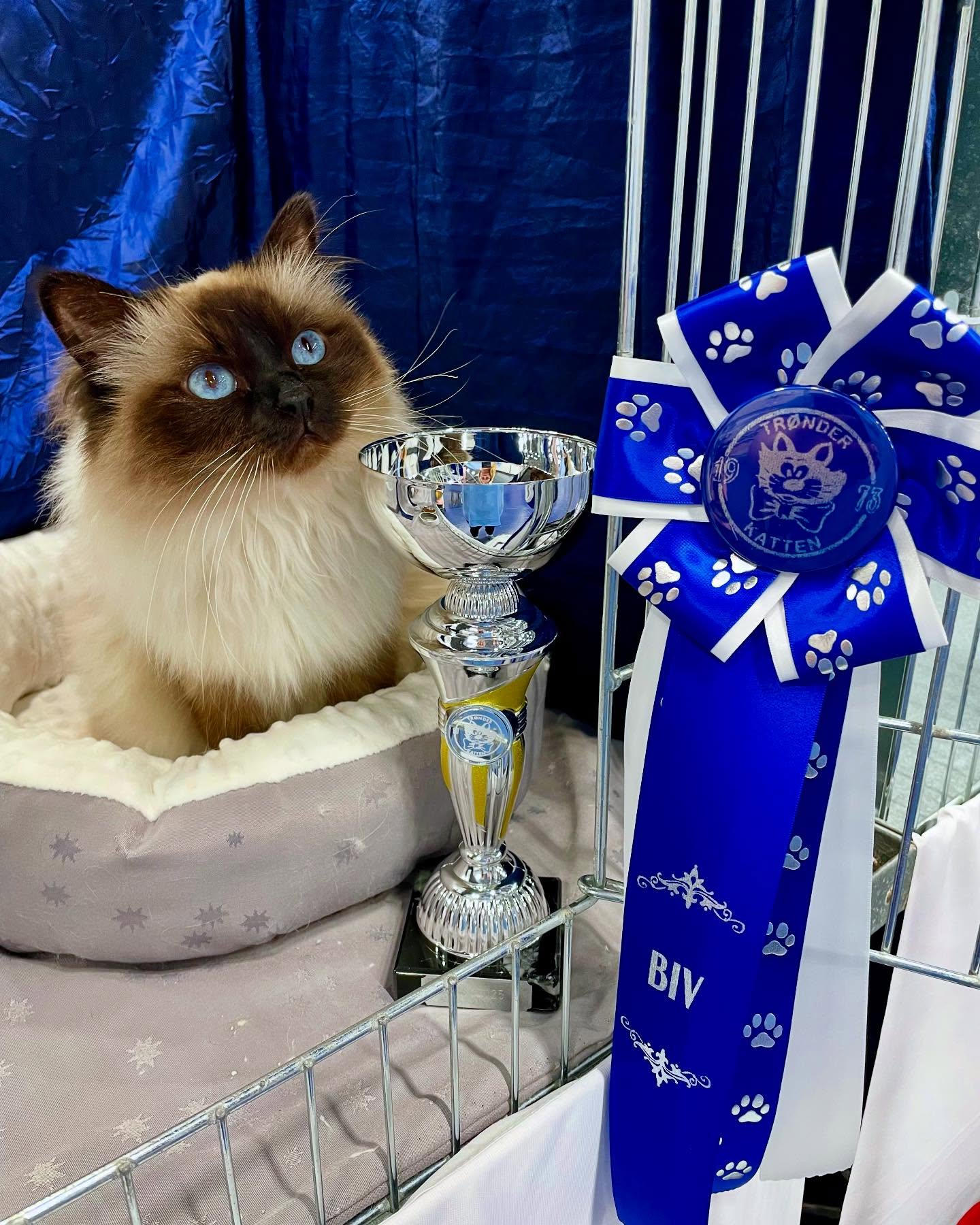 NO*Lunarlight’s Bellatrix fikk sin første BIS (Best in Show) på dagens utstilling 🥳🎉🏆 #happycaturday #birman #birmancat #fluffy #longhair #helligbirma #lilacpoint #sealpoint #colourpoint #colorpoint #whitecoat #sacredbirman #blueeyes #blueeyedcat #birma #catsoninstagram #catsofinstagram #cats #cat #catsoftheworld #catsagram #catoftheday #kattensrollsroys