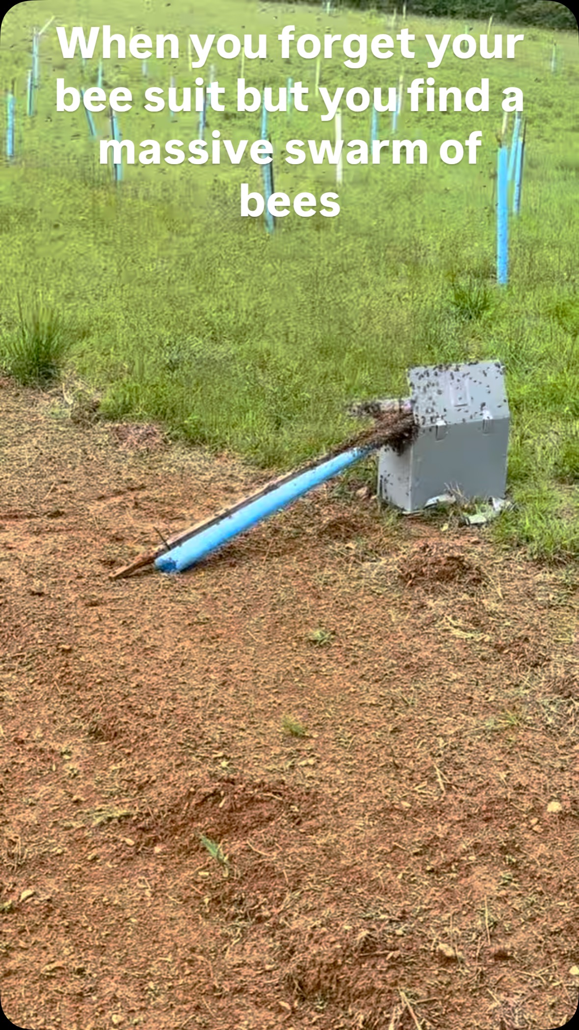 What do you do when you’re not prepared for a swarm? You suck it up and just make it happen!