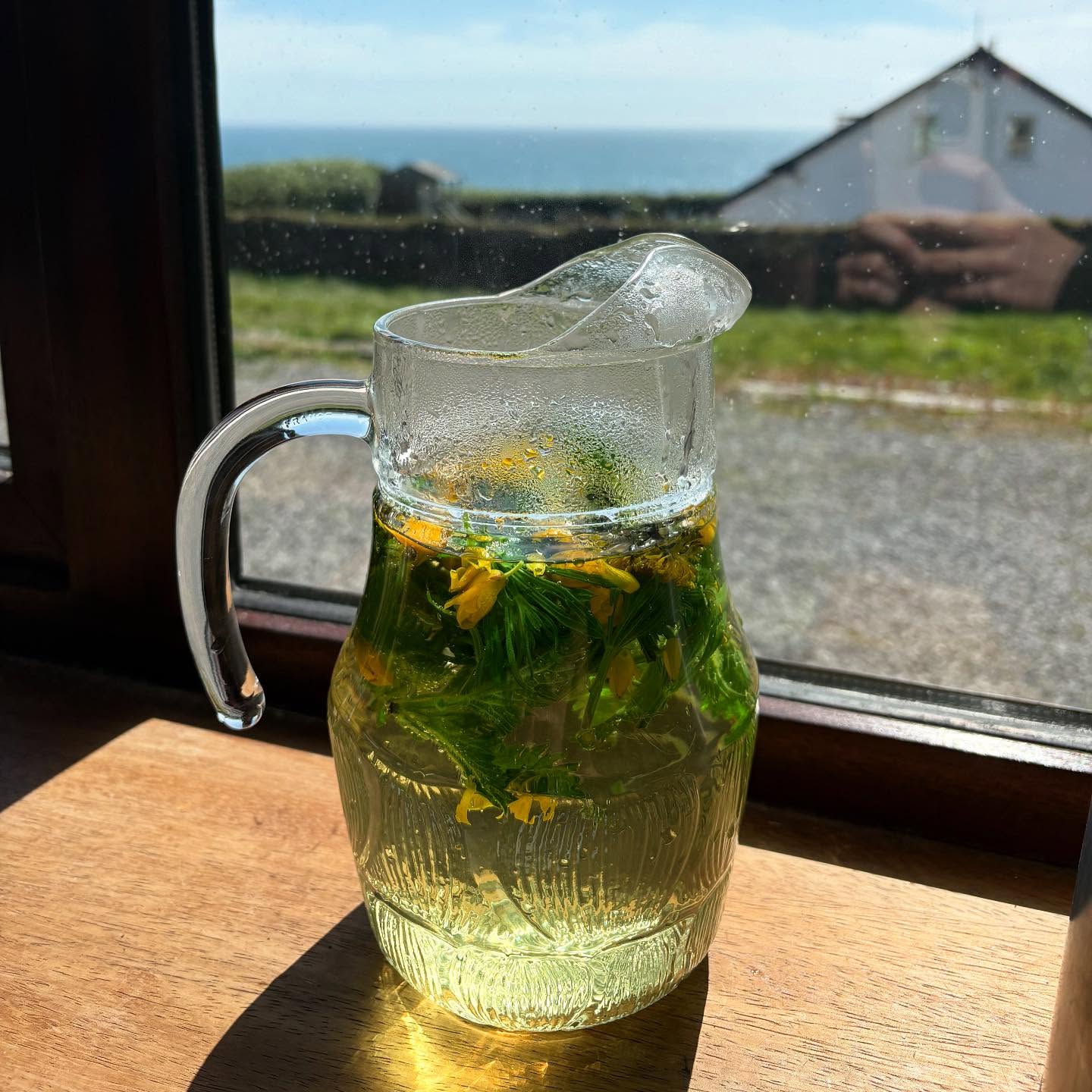 springtime infusion🌱🌞
nettles
cleavers
dandelion flowers
gorse flowers
so grateful for the way nature gifts us what we need just when we need it✨