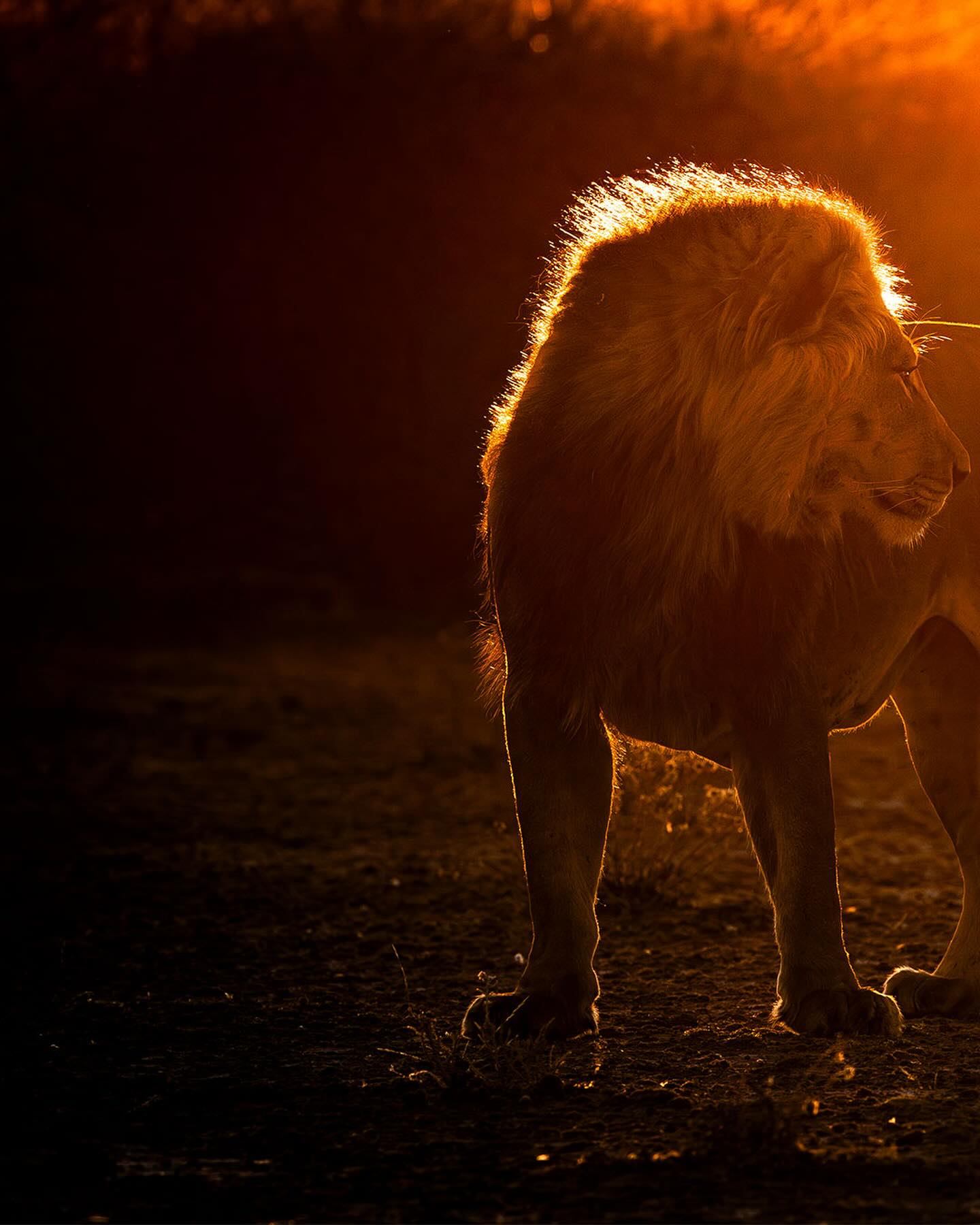 You shine as a King my dear Piper Pan lion. How beautiful you were, so regal and loving of your lioness. Be strong and stay fit beautiful lion 👍🏼🦁♥️
#letlionsroar #lions #lion #big_cats_nature_photography #africasafari #africa