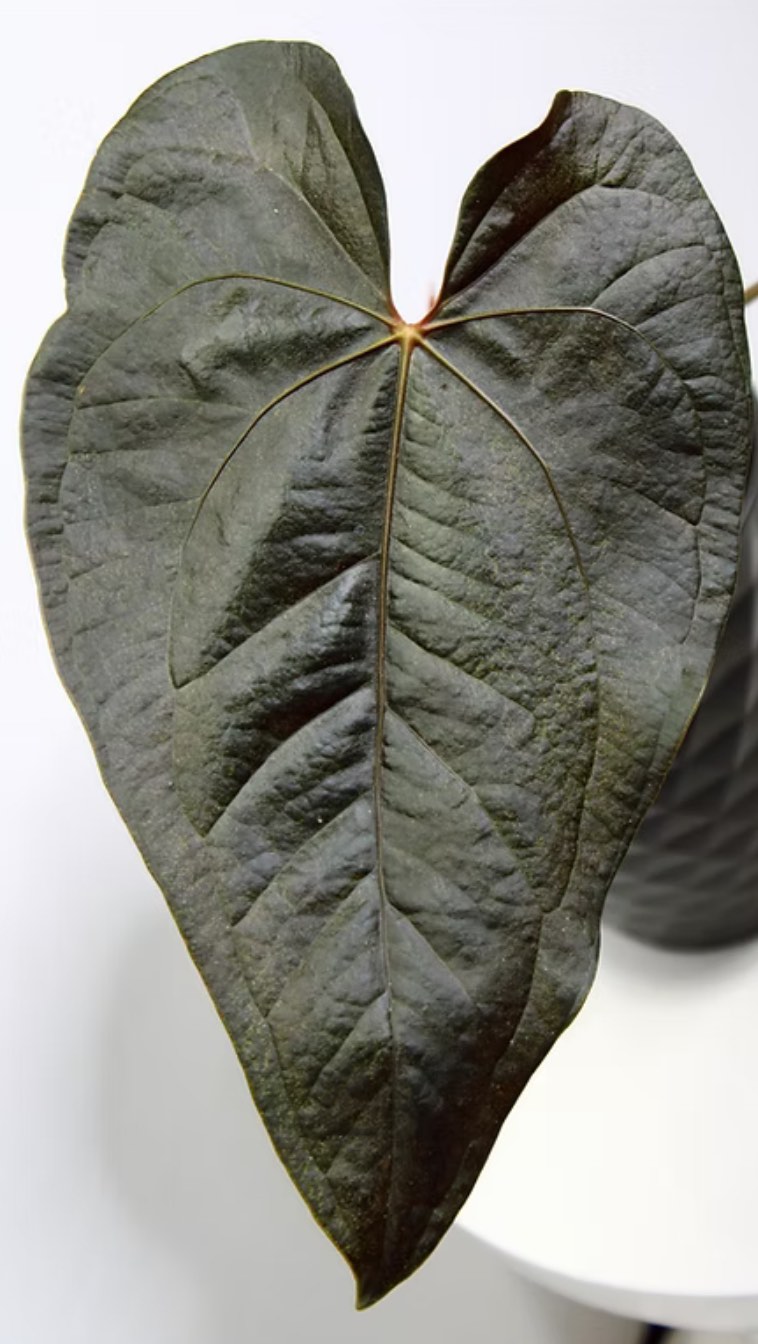 Let’s be real; corporate sucks. Owning your own biz while broke sucks even more. But at least the only pricks I deal with are cacti🌵 #easylikesundaymorning #plantshop