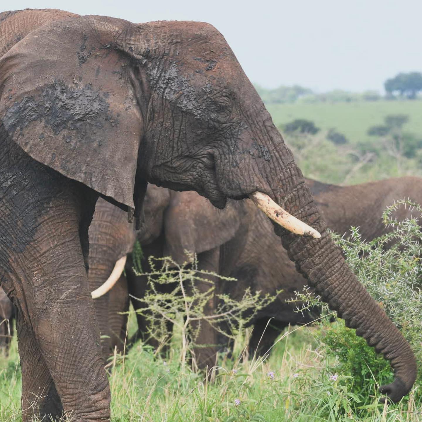 Meeting an elephant in the wild is more than just a sighting β itβs a powerful experience that leaves a lasting impression. Travel with us and create moments you will always treasure.ππ
πΈ @lokutae
#exploreuganda #discoverkaramoja #explorekaramoja #bigfive #traveluganda #kidepovalleynationalpark