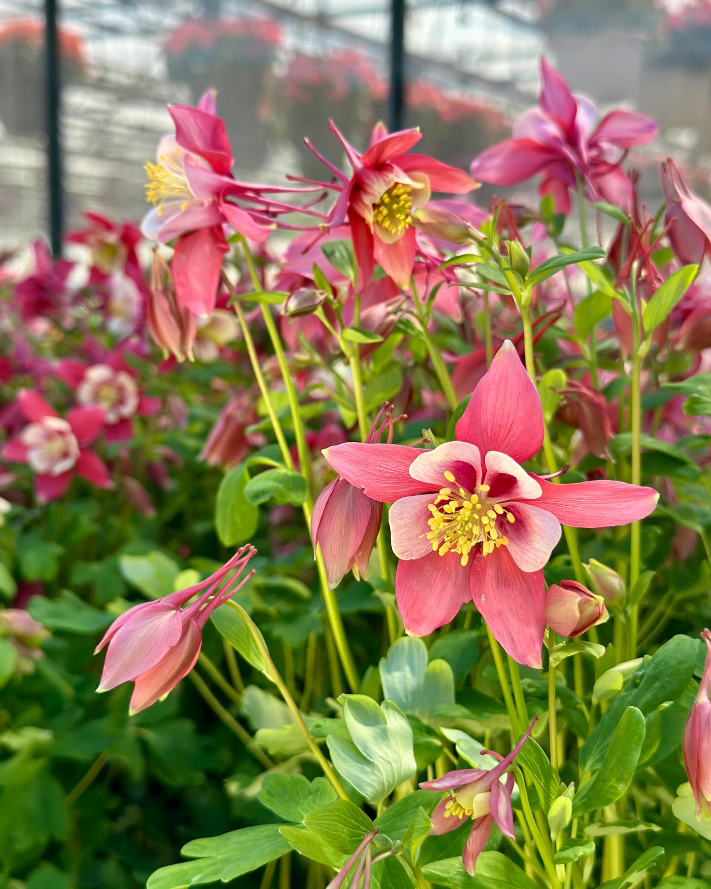 Columbine is a perennial wildflower that is 🦌 deer-resistant and 🐝 pollinator friendly.