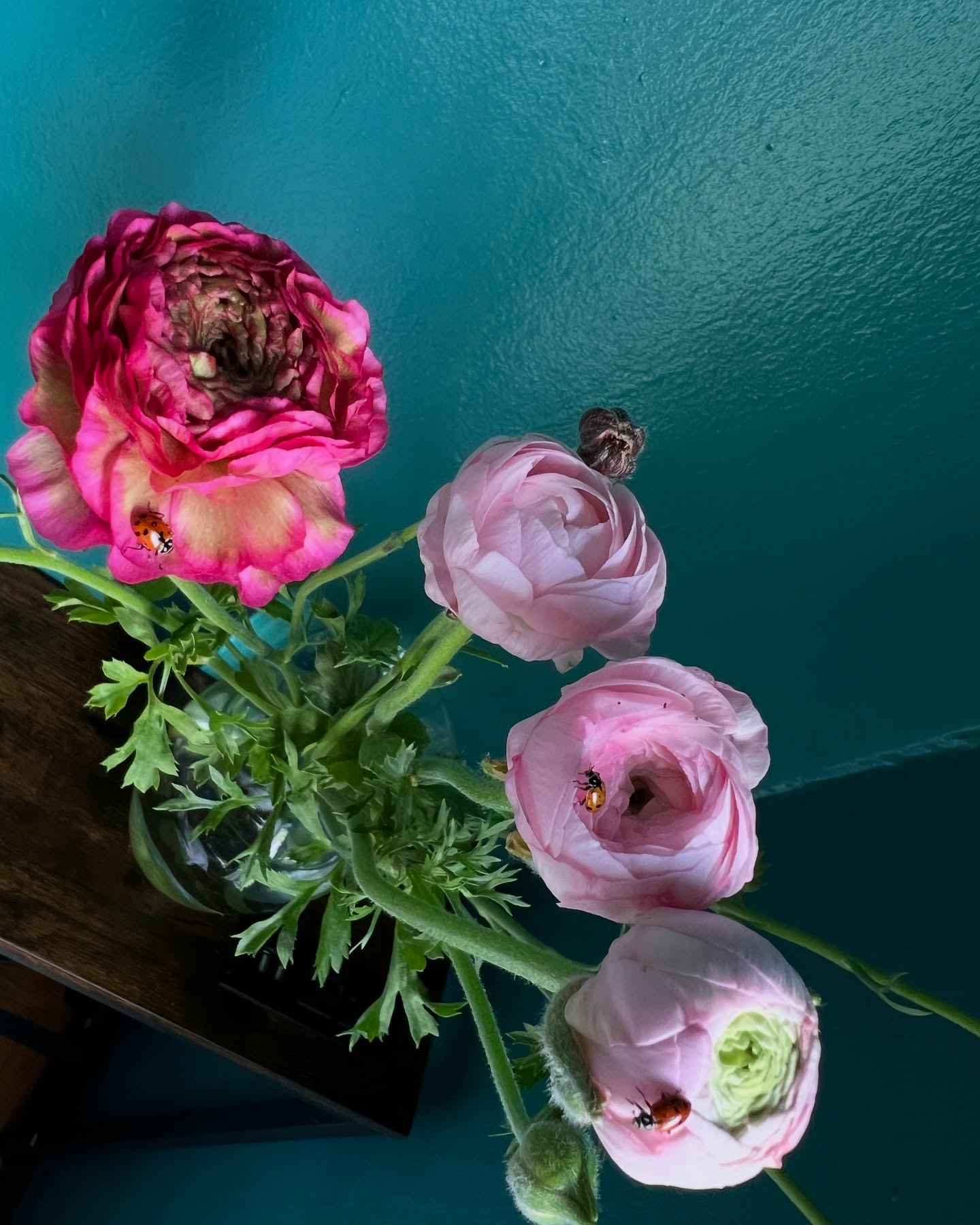 I’ve seen these flowers breathe. When the sun shines warmly they unfurl and open slowly- and as the sun sets they close as if turning in for the night.
We can learn a lot from flowers.
Check out our Immersive Floral Butterfly Photography Sessions by using the events link in bio.
Interested in being among the first to receive our SF grown flowers? DM me o be added to our founders invite list.
#ayearinflowers #sanfranciso #ecoeventplanners #sanfran #sanfranciscocounty #ranunculus #urbanflowerfarm #flower #sfgrown #farmerflorist #breathe #flowers #californiagrownflowers #italianranunculus #sfflowerandgardenshow #sanfranciscobayarea #mysanfrancisco #noevalley #noevalleyflowers