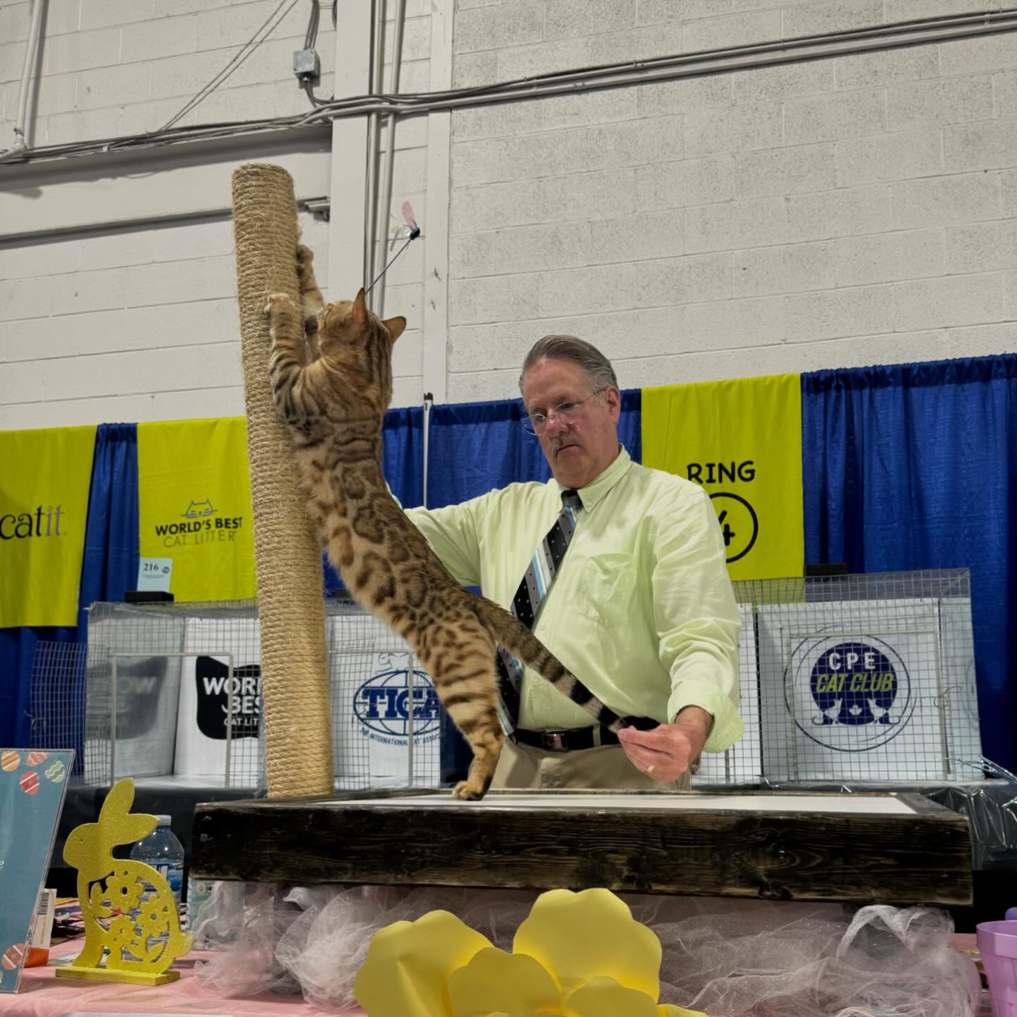 Had a fun (but tiring) at the CPE cat show this weekend with Ashtagbengal Ace of BigHeartBengals, CH Superiorbg Bagheera and QGM Nala of BigHeartBengals 🏅
•
•
•
#bengal #bengalcat #bengalkitten #bengalbreeder #tica