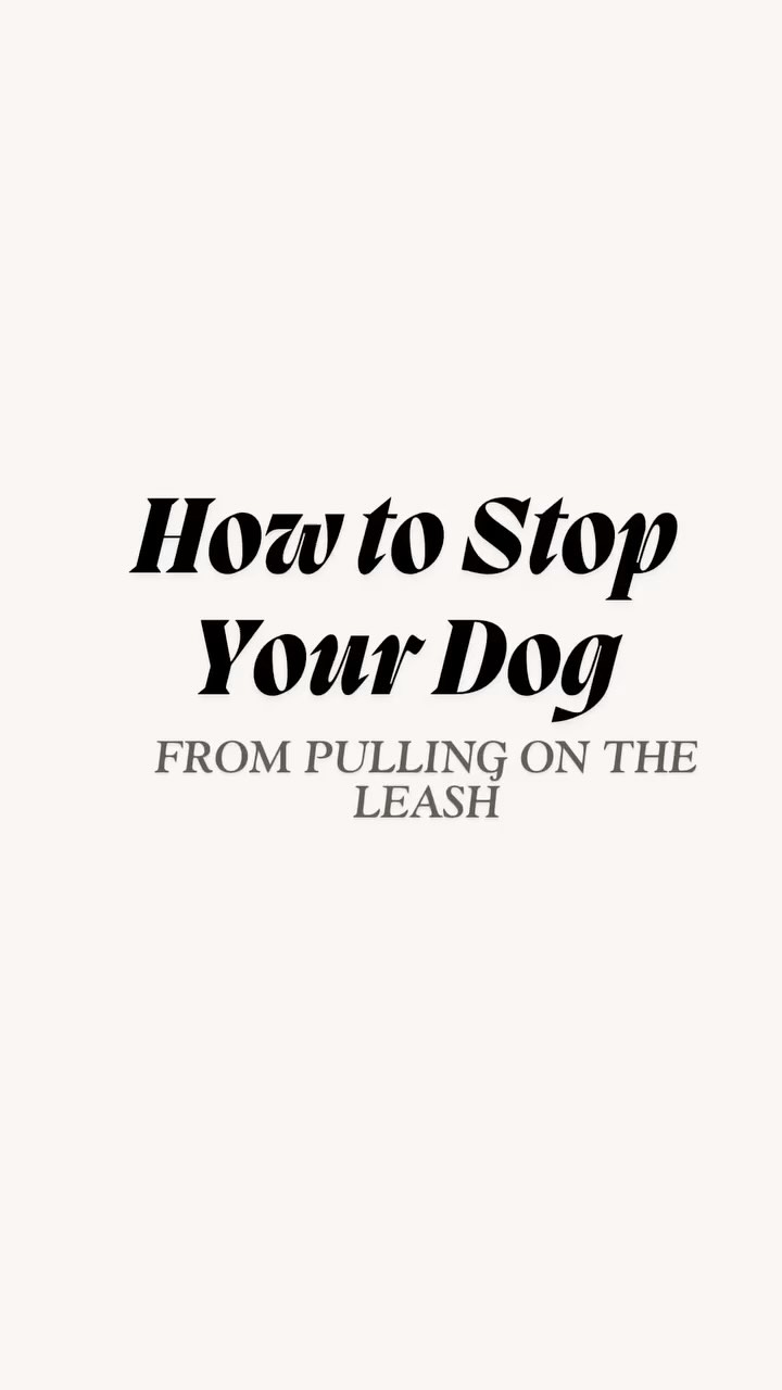 When your dog stops mid-walk and you turn around, pause, or try to coax them forward… you might be reinforcing the very behavior you’re trying to fix.
Without realizing it, your dog learns they’re the one calling the shots.
Instead, keep moving with calm, gentle pressure and show them the walk is your job to lead.
Leadership starts in the little moments—even when your dog digs in their heels.
#DogTrainingTips #LeashTraining #StructuredWalks #DogBehavior #BarkCollective #DogTrainerLife #LeadershipNotLuring#puppytraining #obediencetraining #positivereinforcement #dogtrainer #puppytrainer #dogtrainingtips #clickertraining #trainyourdog #dogbehavior #dogsofinstagram #caninetraining #dogobedience #puppylove #dogtraininglife #puppytrainingtips #dogtraining101 #gooddog #smartdog #traineddog