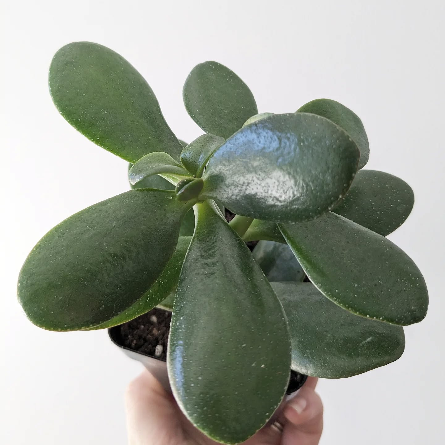 Jades are great plants for sharing! Take one home at our upcoming Plant n' Sip at @luckettvineyards - one pair of tickets left!
Tickets also include an exclusive, delicious full brunch from the Luckett culinary team ๐ฟ๐ท
.
.
.
.
.
#wheninwolfville #wolfville #winelover #brunchtime #houseplantsofinstagram #planttherapy #horticulturaltherapy #plantcare #plantandsip
