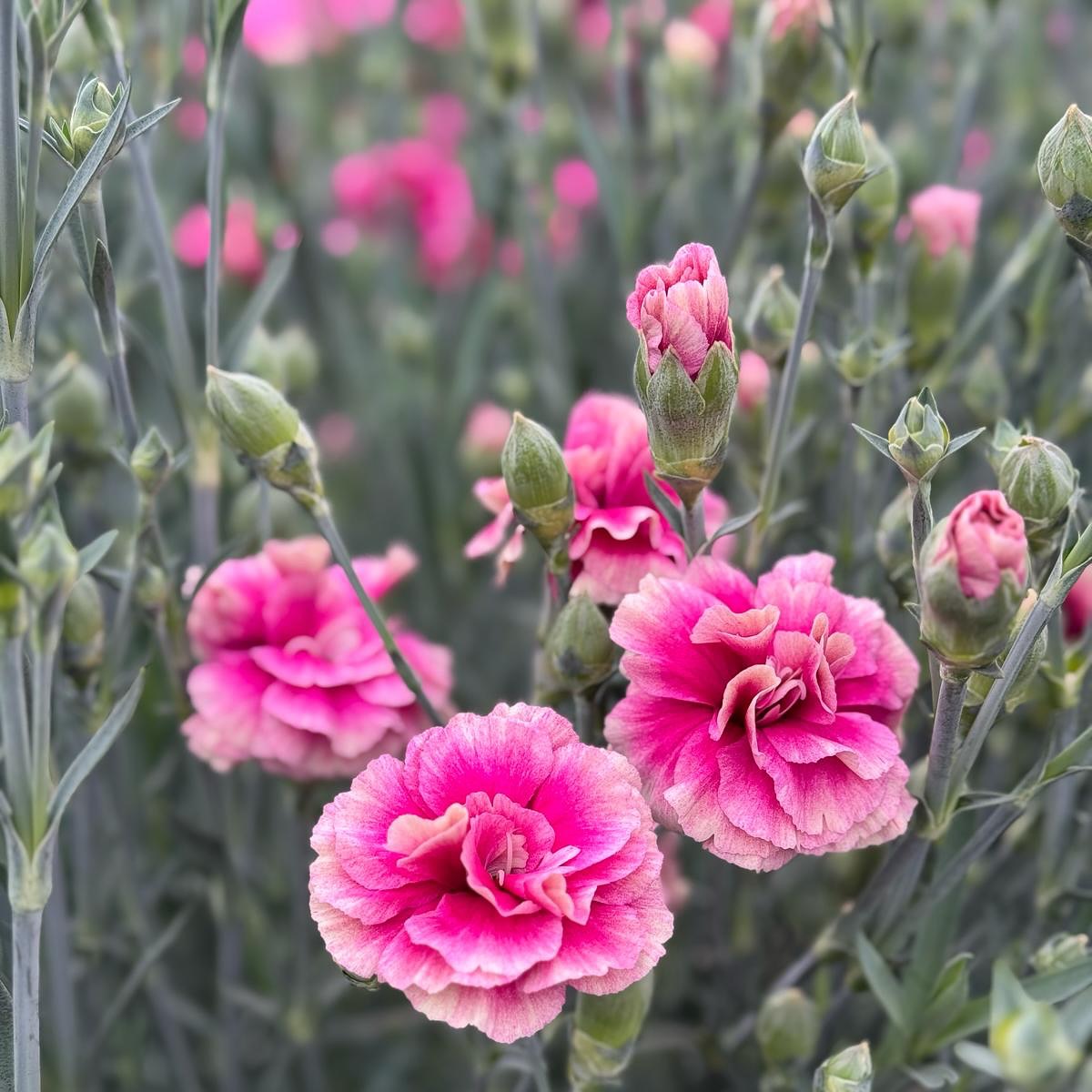 Spray carnation