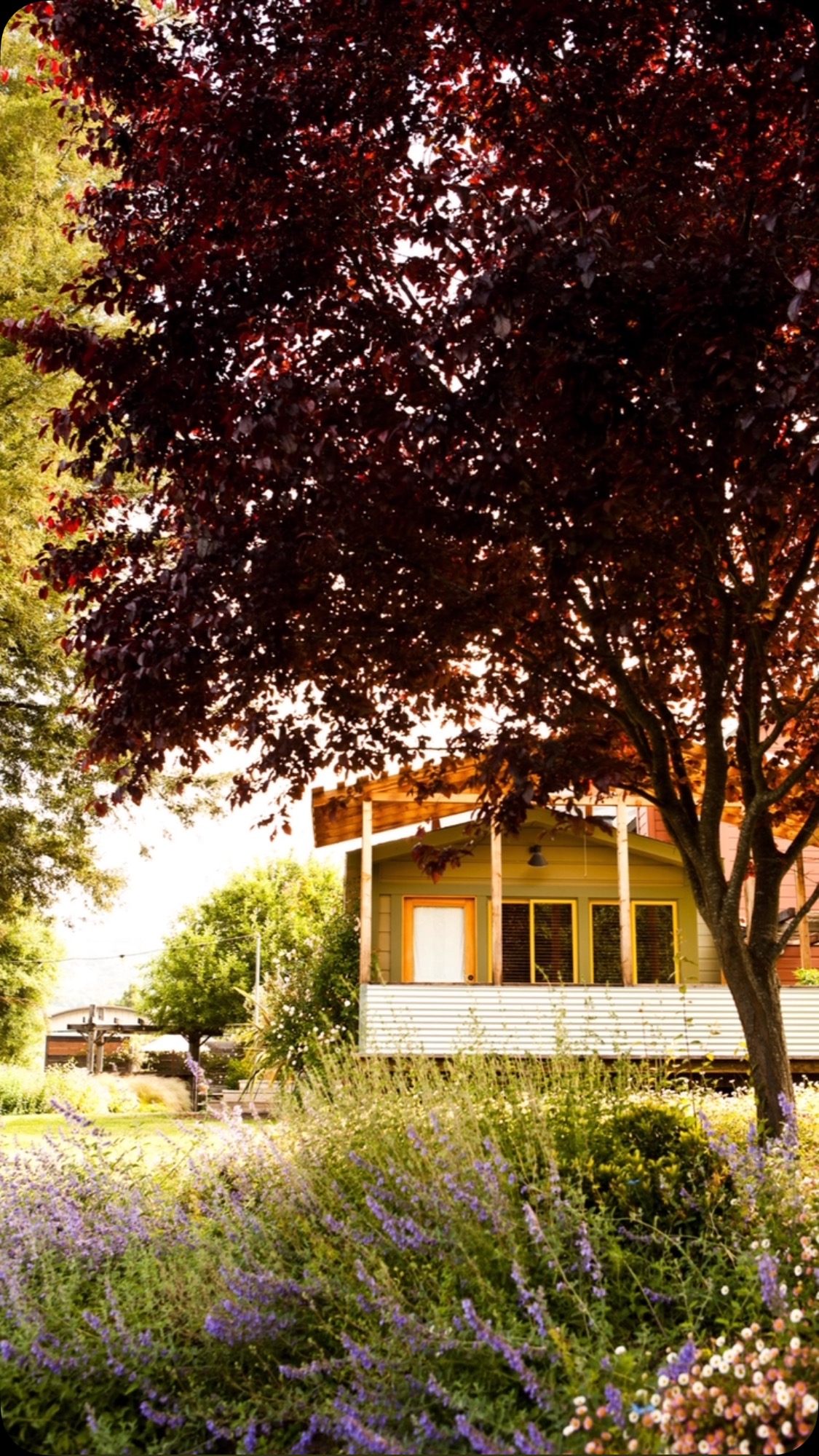 blue skies and sunshine ahead…
we have a surprisingly quiet weekend,
April 24-27th. Come join us anytime Thursday through Sunday night, enjoy a meal in the restaurant and we will give you 25% off your room!
Use the code AprilFlowers
#appleblossoms
#boonville
#AndersonValley
#MendocinoCounty
#itsaboutpeoplefooddrinkandawellmadebed