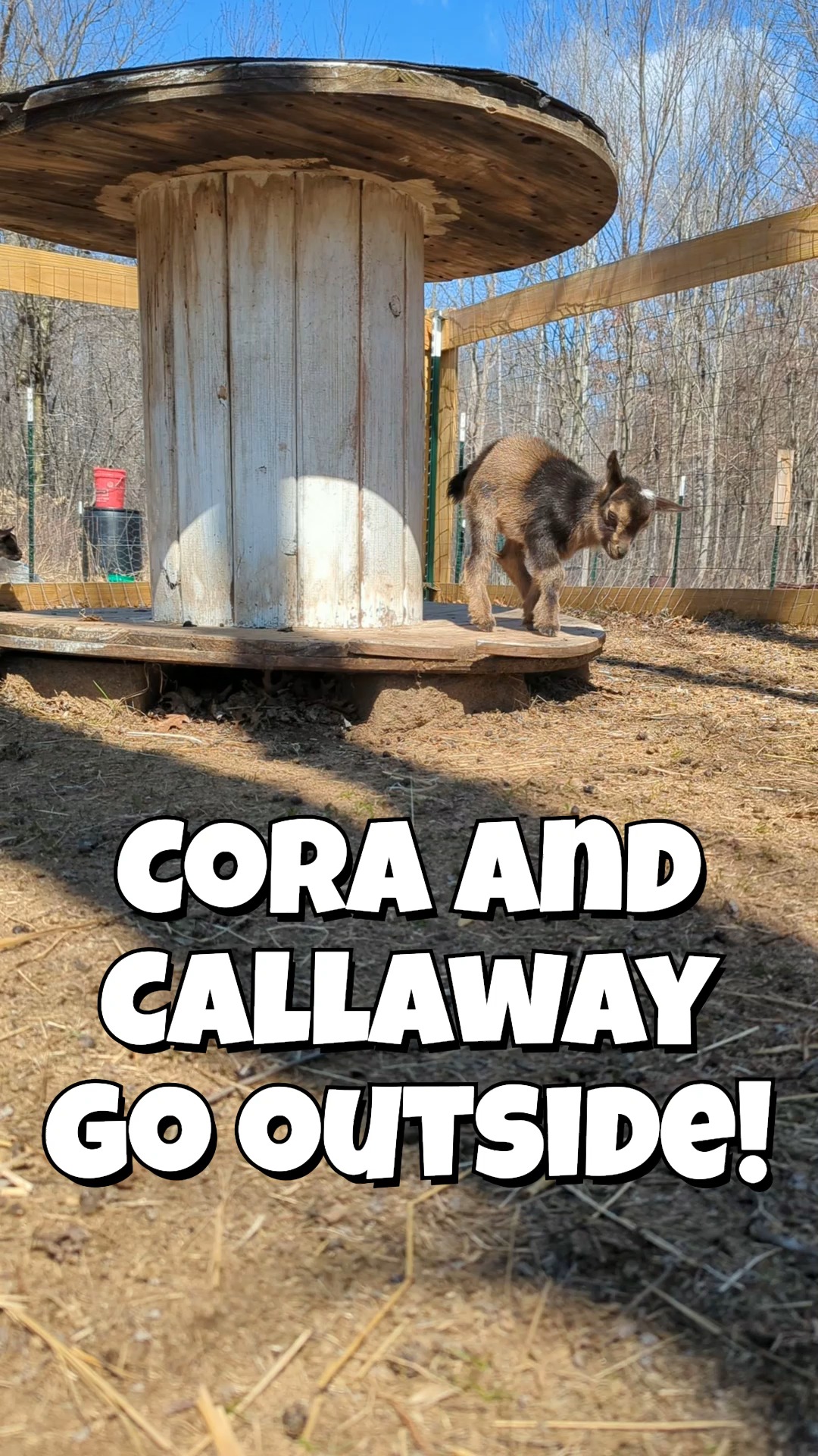 They're hard to tell apart at first, but baby goats Cora and Callaway are growing so fast and loving life! I hope this video brightens your day.
#babygoats #babyanimals #cutepetvideos #nigeriandwarf #smile #smallfarmcharm #farmlife