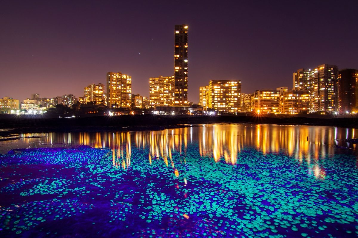 A Tale Of Two Cities, by Sarang Naik (@sarangnk90)
This shot brilliantly juxtaposes a colony of Zoanthids-glowing under the light of an ultraviolet flashlight-against the backdrop of a lit Mumbai city skyline.
It subtly highlights Mumbai’s marine life- a forgotten treasure that is under constant threat & continues to be ignored in the face of the city’s bigger ideas.
What are Zoanthids?
They are an order of Cnidarians, similar to Corals and commonly found in coral reefs. These can be seen on Mumbai’s rocky shores during low tide.
"While I was shooting one such patch of Zoanthids, I discovered that they glowed brilliantly under UV light.
However, it is important to know that UV light is damaging to the eyes. Even momentary exposure can cause temporary blindness, and prolonged exposure may cause cataracts. Utmost caution and safety must be followed when using it."
Dive deeper into Sarang’s work & meet more of his marine friends at our #linkinbio
#ConservationInTheCity #MumbaiMarineLife #OceanStories #TheImpactSociety #WildlifePhotography #HiddenMumbai #photography #storytelling #visualdocumentation