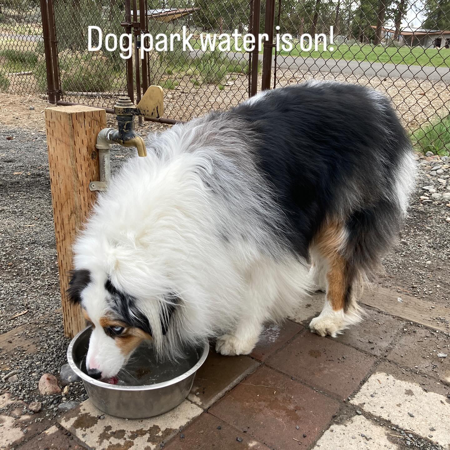 The water at the dog parks is on for the season! At Alpenglow dog park. #dogpacco #aussiesofinsta #aussiesofinstagram #bendpets