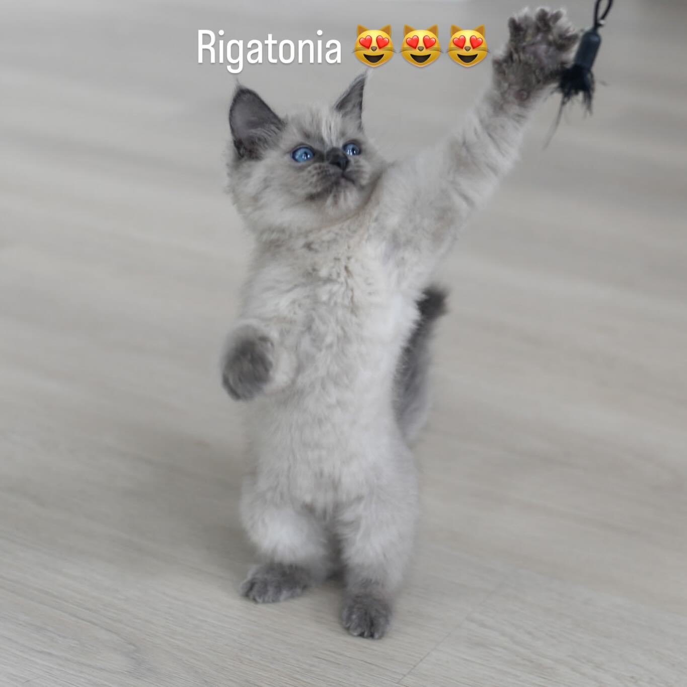 Meet Rigatonia! Such big Blue Eyes and a big spirit to this little sweet gal! Sheās curious, loving with a touch of spunk! Gorgeous Blue Point Mink girl is available to go home on Motherās Day weekend! What a great way to celebrate the day by adding this little beauty to the family! Comment or see contact info in Bio, DMs are only working if we already follow you š³ www.augustragdolls.com
#ragdoll #ragdollsofinstagram #ragdollcat #minkragdoll #bluepointragdoll #augustragdolls #fluffy #adorable #cuteness #catsofinstagram #pets #beautiful #blueeyes #bluecat #cutestagram #trend #trending #taylorswift #taylorswif #kitten #purebreed