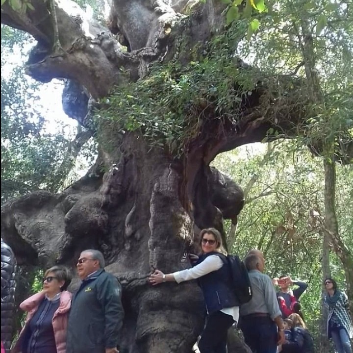 🌟 Dive into an unforgettable journey where myths breathe, legends whisper, and nature reveals its ancient secrets.
Follow the adventure of a vibrant family guided by Mario IGT across Sicily’s hidden gems: from Europe's oldest oak in Niscemi, to the mosaics of Villa Romana del Casale, to the mystical waters of Alcantara.
✨ Authentic experiences, timeless legends, and unforgettable memories await.
📖 Read the full story on our blog:
A Journey Through Myths and Nature in Sicily
https://www.sicilywestbymario.com/en/blog
#SicilyWestByMario #SicilianLegends #AuthenticSicily #TailorMadeTravel #LuxuryTravel #FamilyAdventure #HiddenSicily #MythicalSicily #TravelBeyond