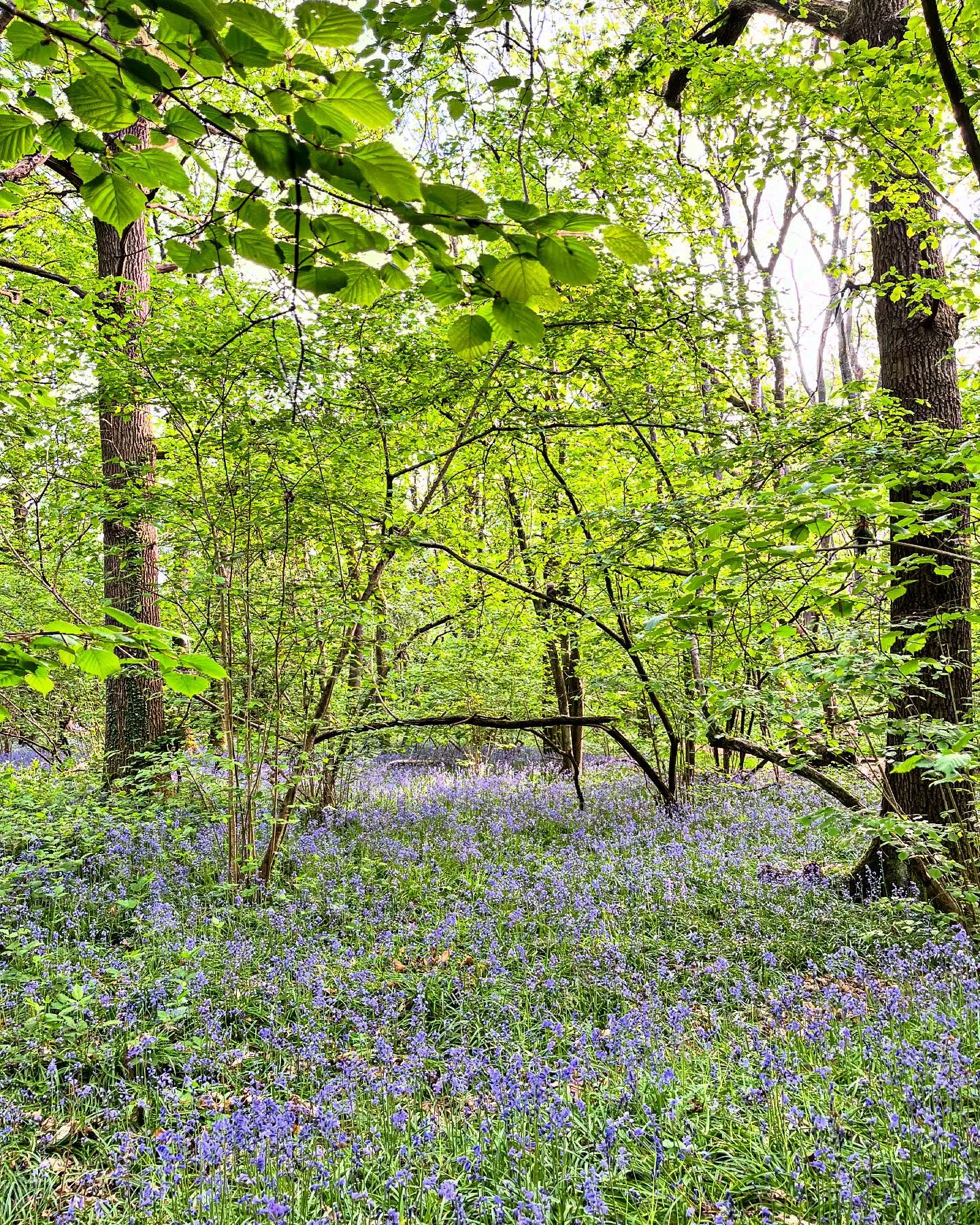 Bluebell season is on! … and a new fairy house found 😊