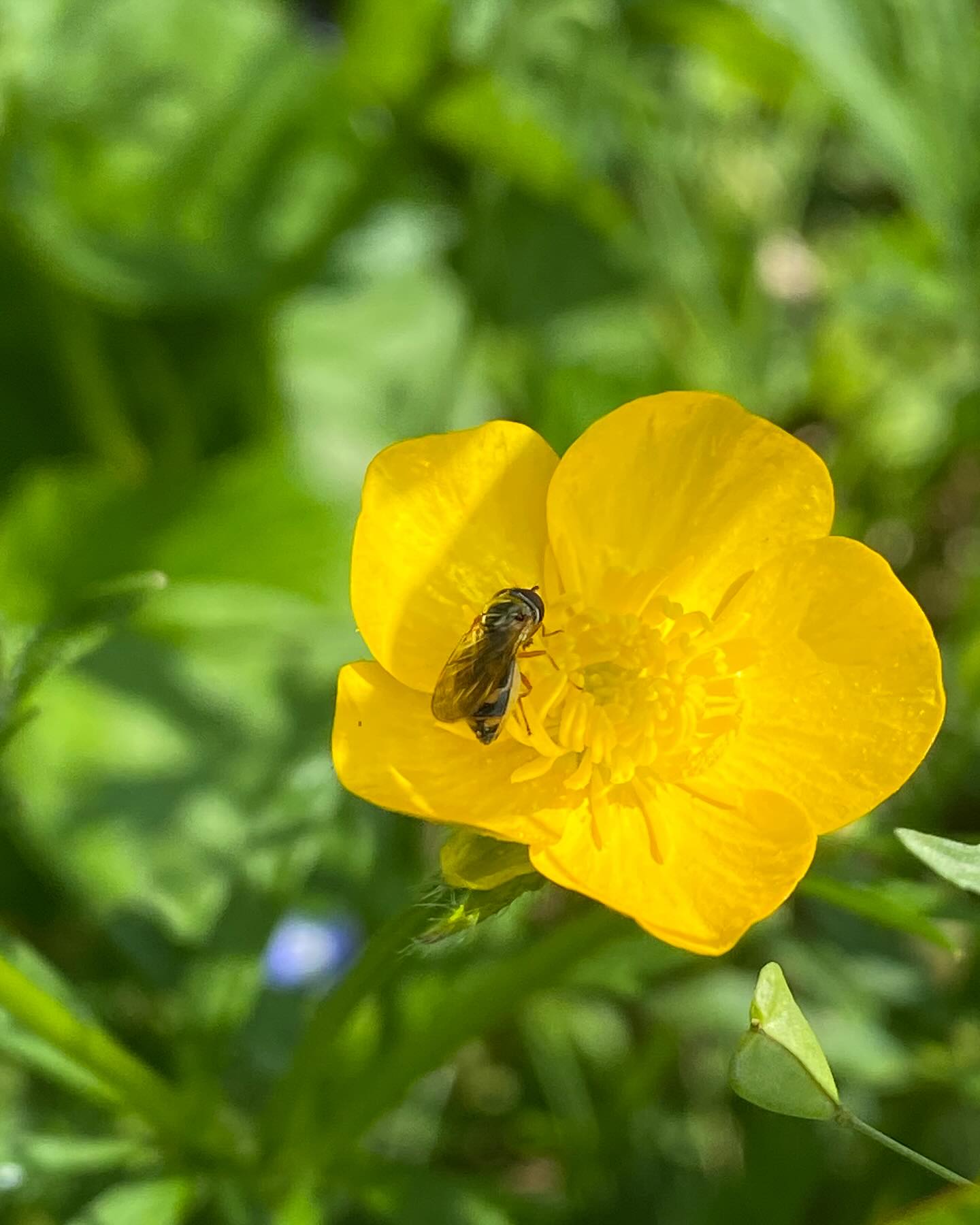 Happy pollinators, happy seedlings, happy plants. Garden life this week ☀️ 🐝 🌼 🥬 🌱
