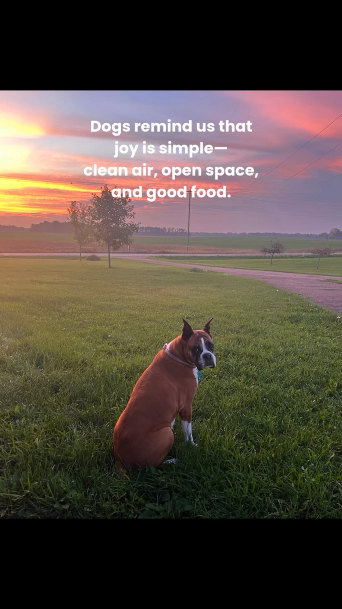 Real food. Real results. At Roo Food, we believe every dog deserves ingredients you can trust—like whole grains, fresh veggies, and lean proteins that fuel health from the inside out. Because better nutrition leads to better adventures. #RooFood #RealFoodForDogs #HealthyDogDiet #WholeIngredients #DogNutrition #FeedWithPurpose #NaturallyNourished #CanineWellness