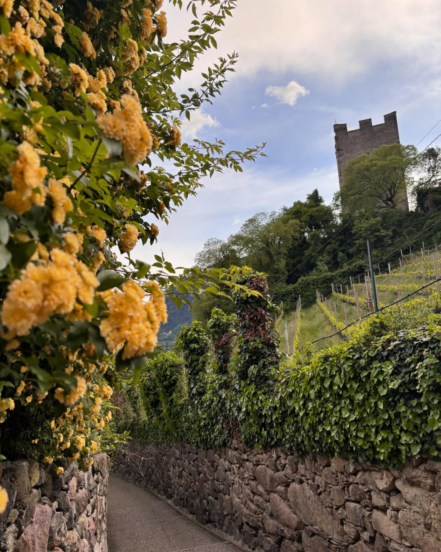 Che dite di un week-end a Merano fra terme, degustazioni e parchi? Scoprite il nostro itinerario sul nostro nuovo post!!! #merano #meran #sudtirol #trentino #italy🇮🇹 #italia #vigne