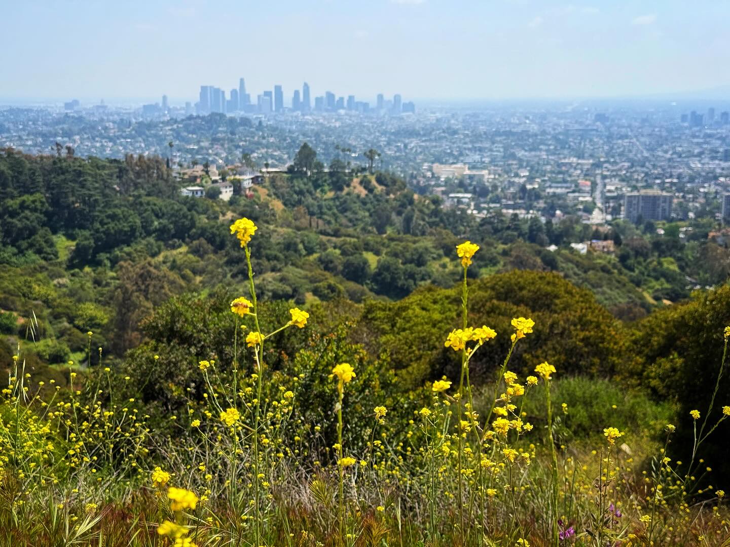 I reviewed the Riverside Trail (Greek Theatre to Vista Viewpoint) on the blog! Check it out! Link in bio!
#hike #hiking #blog #blogpost #losangeles #griffithpark #getoutside #hiker #hikersofinstagram