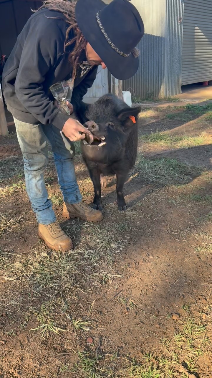 Bruce
He was raised by Tim on calf milk from the size of a coke can with a blue healer pup, Bruce now thinks he is a dog. His favorite food isn't pork sausages and I'm giving him some leftover fat from my beef steak. #veganpig
