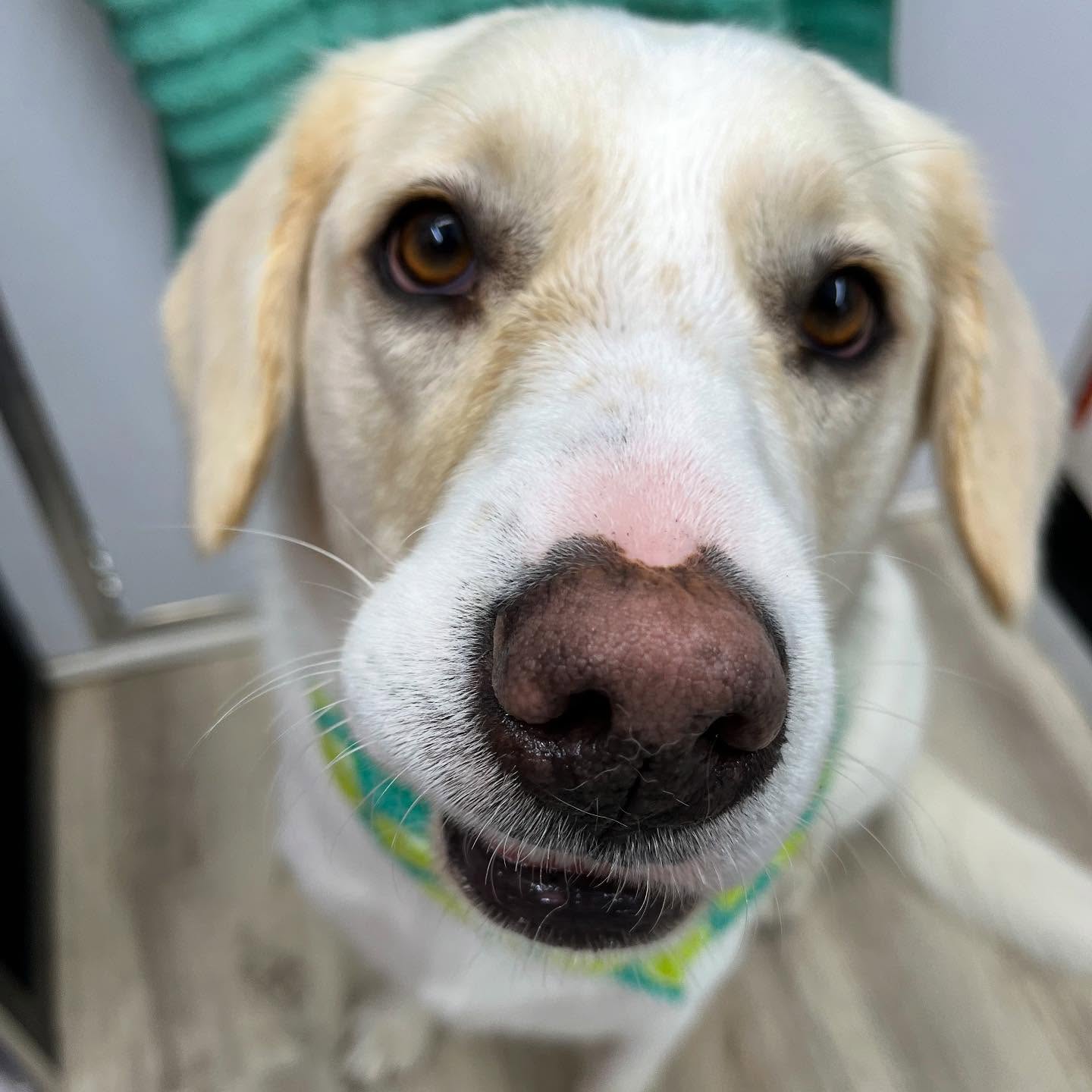 Visit our website or text us at 848-358-1515 to book your pups spa day! We are currently taking intake forms and booking now!!
#dawnofdeshed #mobilegrooming #njgroomer #trending #bathtime #fyp #dogs #dawnofdeshed #mobilegrooming #monmouthcountynj #dogsofmonmouthcountynj