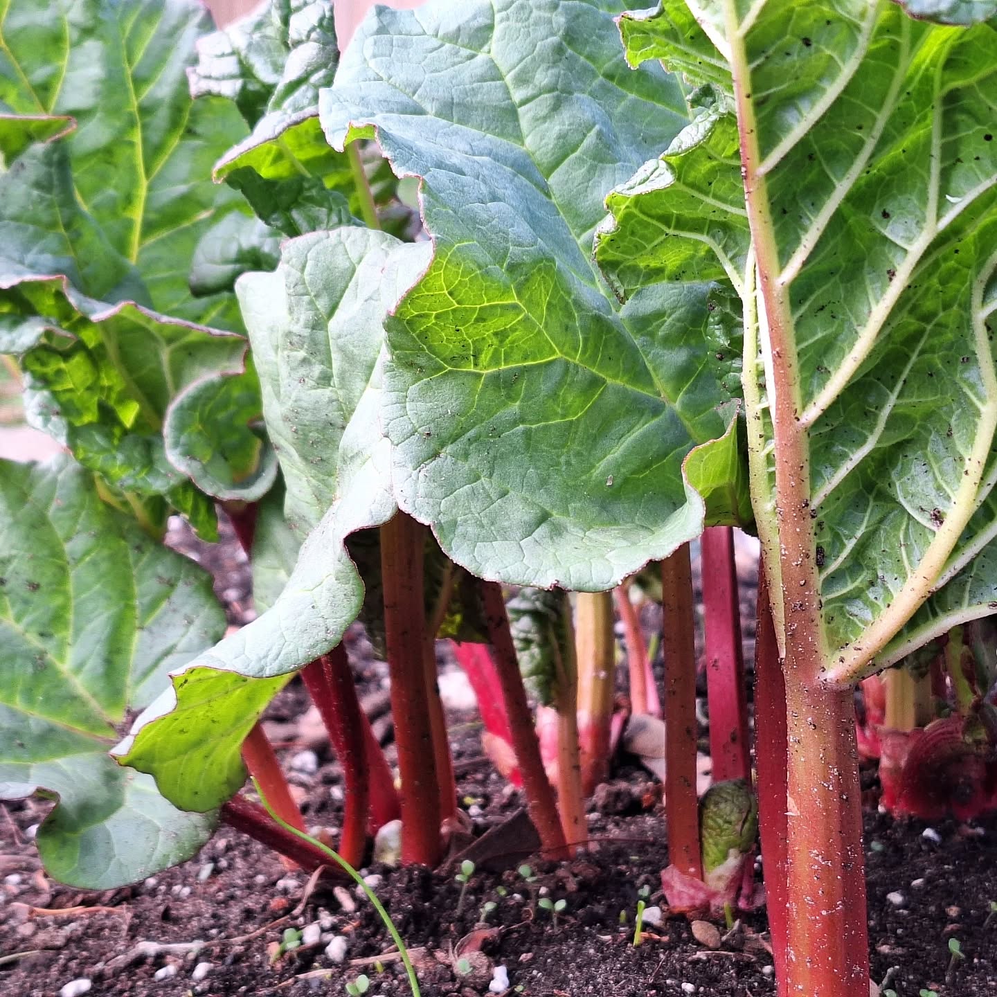 One of my favourites is spouting in the garden: rhubarb. It's a great source of antioxidants, fiber, and vitamin K for bone and heart health. Eat it roasted (with ginger), stewed, pickled, or in a dessert.