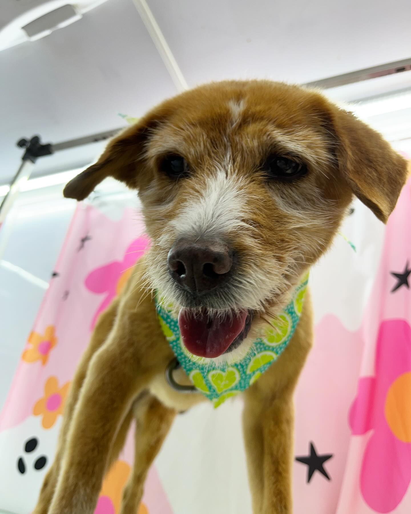 Visit our website or text us at 848-358-1515 to book your pups spa day! We are currently taking intake forms and booking now!!
#dawnofdeshed #mobilegrooming #njgroomer #trending #bathtime #fyp #dogs #dawnofdeshed #mobilegrooming #monmouthcountynj #dogsofmonmouthcountynj