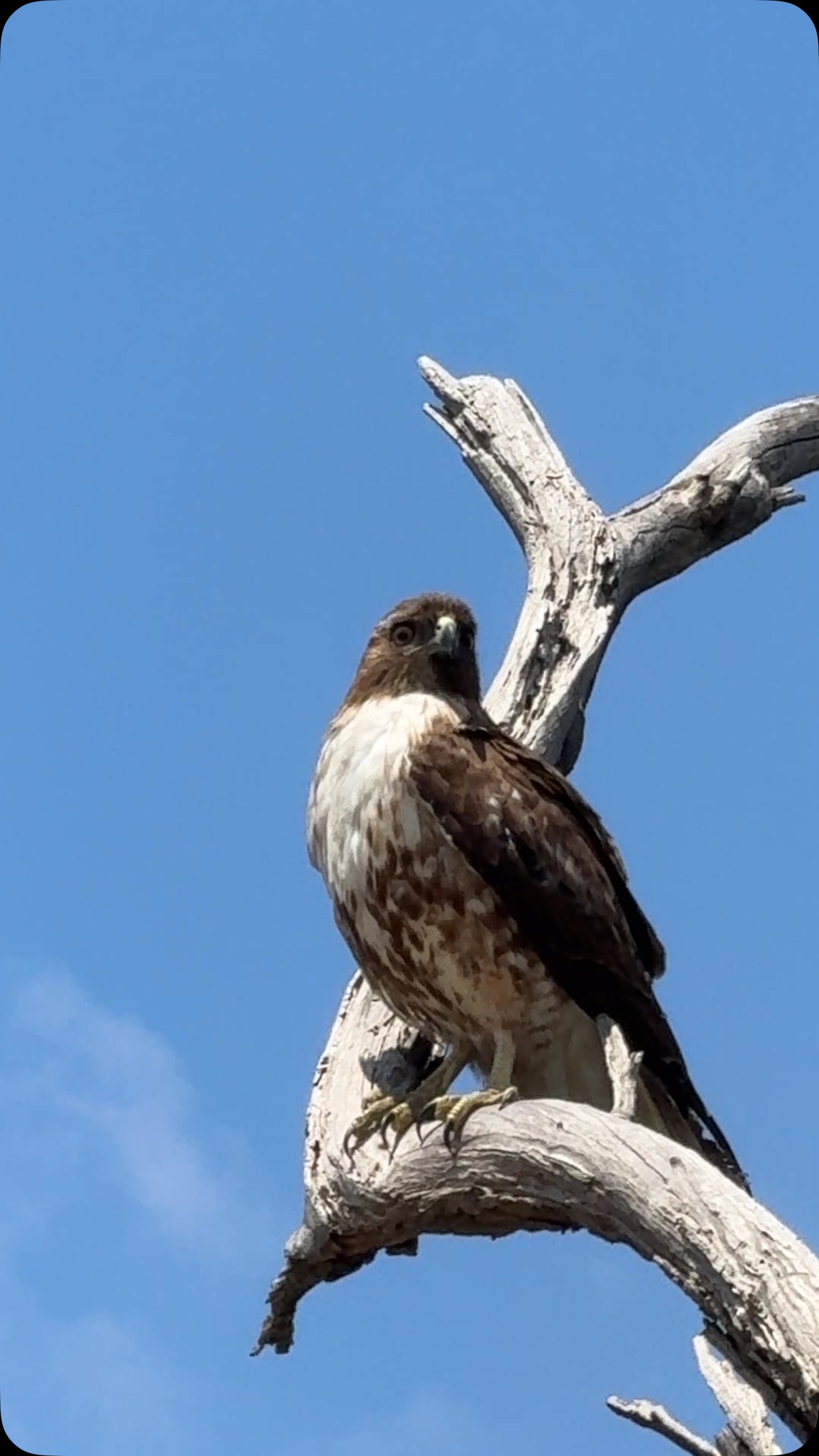 Griffith Park hawk just chillin’ on a branch.
#hike #hiking #griffithpark #losangeles #california #californiatrail #getoutside #birdsofprey #hikingtrails