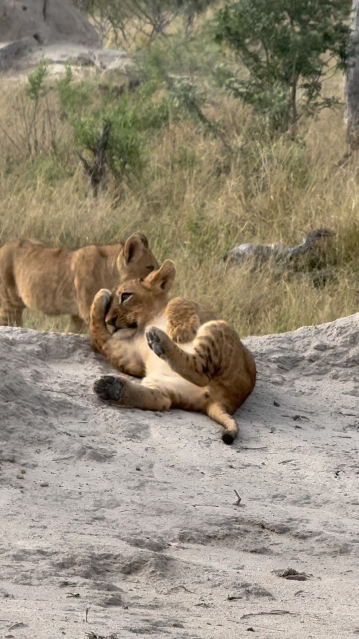 Pride of lions in the heart of the Okavango Delta, Botswana. 🇧🇼🦁
#okavangodelta #botswana #travel #travelbotswana #namibia