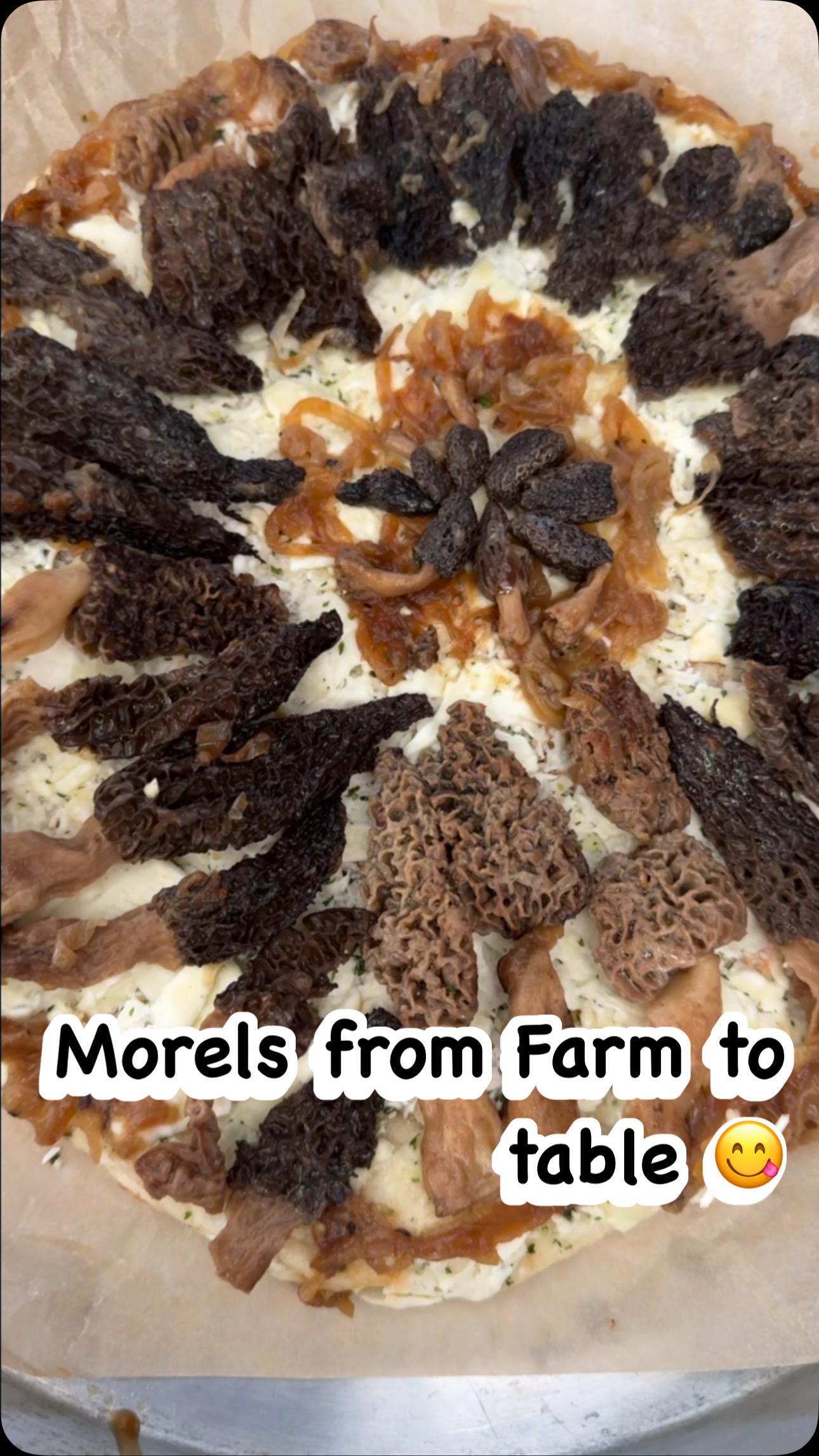 Fresh morels from the Alpine Truffle orchard, straight to the table! Nothing beats the rich, earthy flavor of these wild gems on a homemade pizza. A true taste of spring! #AlpineTruffle#alpinetruffle #alpinetruffleorchard #morel #spring #morelmushrooms #morelhunting #MorelSeason #FarmToTable #MorelPizza #ForagedFlavors #TruffleOrchardHarvest