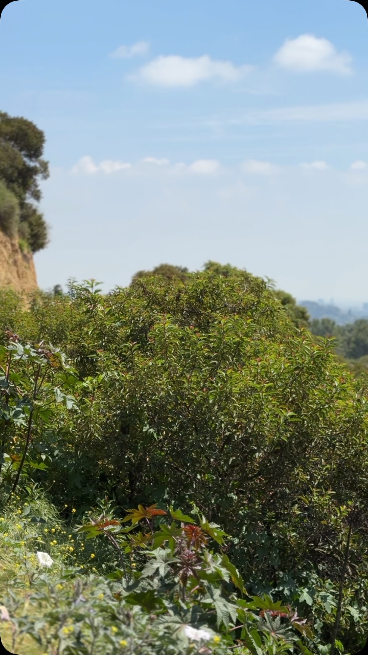 Views from the Riverside Trail in Griffith Park on a beautiful day
#hike #hiking #hikersofinstagram #griffithpark #downtownla #losangeles #califonia #californiatrail #beautifulday