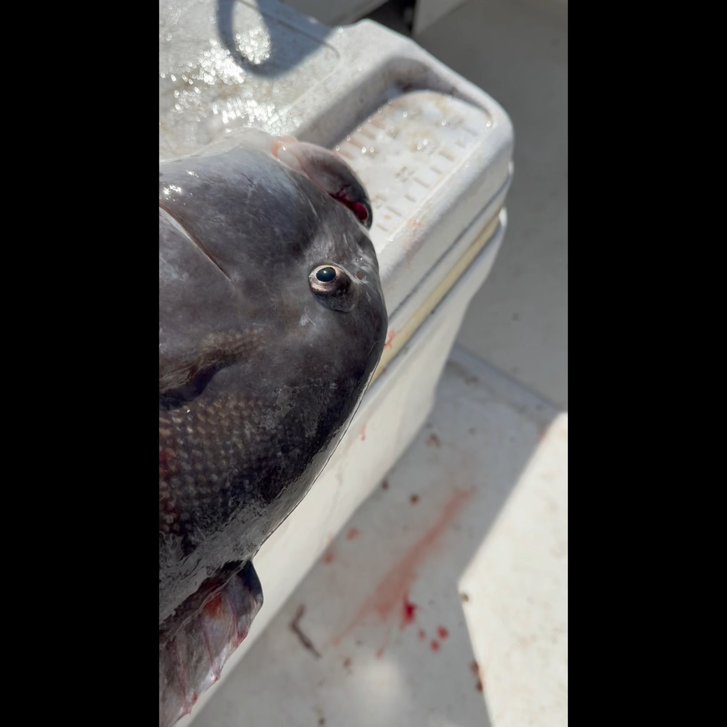 Tautog Fishing is looking strong in Buzzards Bay right now as some nice fish are being found in shallow water. Rigs from the shops a variety of jigs are working while baiting with green crabs #tautog #tautogfishing #myfishingcapecod #onthewatermagazine #capecodfishing #monomoytackle @fish_northeast @harwichsportbaitandtackle @sportsportoldsalt @eastmans_sport_tackle @goosehummockshops @craftyonecustoms @bobbyjsbait @larrystackle @dicksbaitandtackle